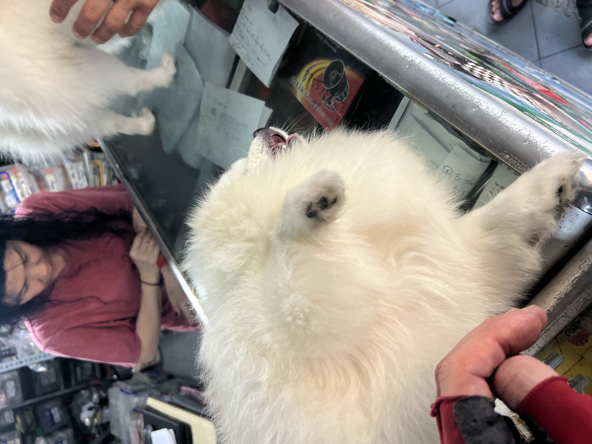 A high-angle close-up shows a white Samoyed dog standing on a glass counter, reaching upwards. The dog's paws grip the metal edge of the counter. A person wearing a red long-sleeved shirt is visible on the left, and another person's hands are on the upper left of the frame. In the lower right, a hand wearing a red glove with black accents is visible. Behind the dog are various items on the counter and beneath the glass, including a box with a horn pictured on it, papers with writing, and packaged items. The background contains blurred images of objects and a woman with long dark hair wearing a pink shirt looking at items under the counter. The location is Nha Trang, Vietnam, based on the objects and the environment.