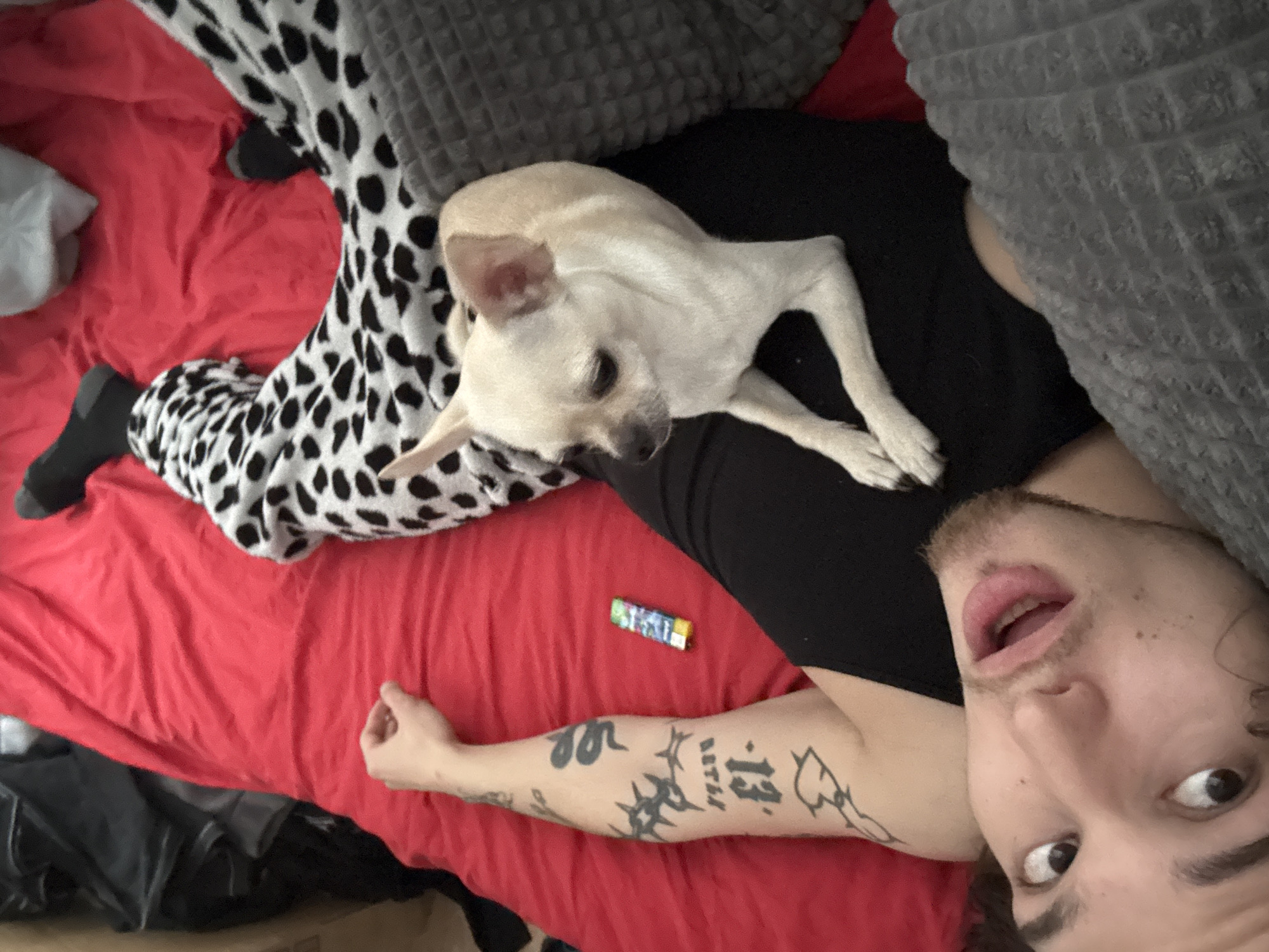 A selfie shows a man with fair skin and brown hair, lying on his back on a red bedspread. He is wearing a black tank top. A small, light-tan Chihuahua is resting on his chest. His left arm is visible, tattooed with a snake, the number 13, and tribal-style designs. A package of Skittles candy lies on the bed next to his arm. The man's mouth is slightly open, and he is looking at the camera with wide eyes. He is partially covered by a gray, textured blanket and a black-and-white Dalmatian-print blanket. The location is not apparent from this image.