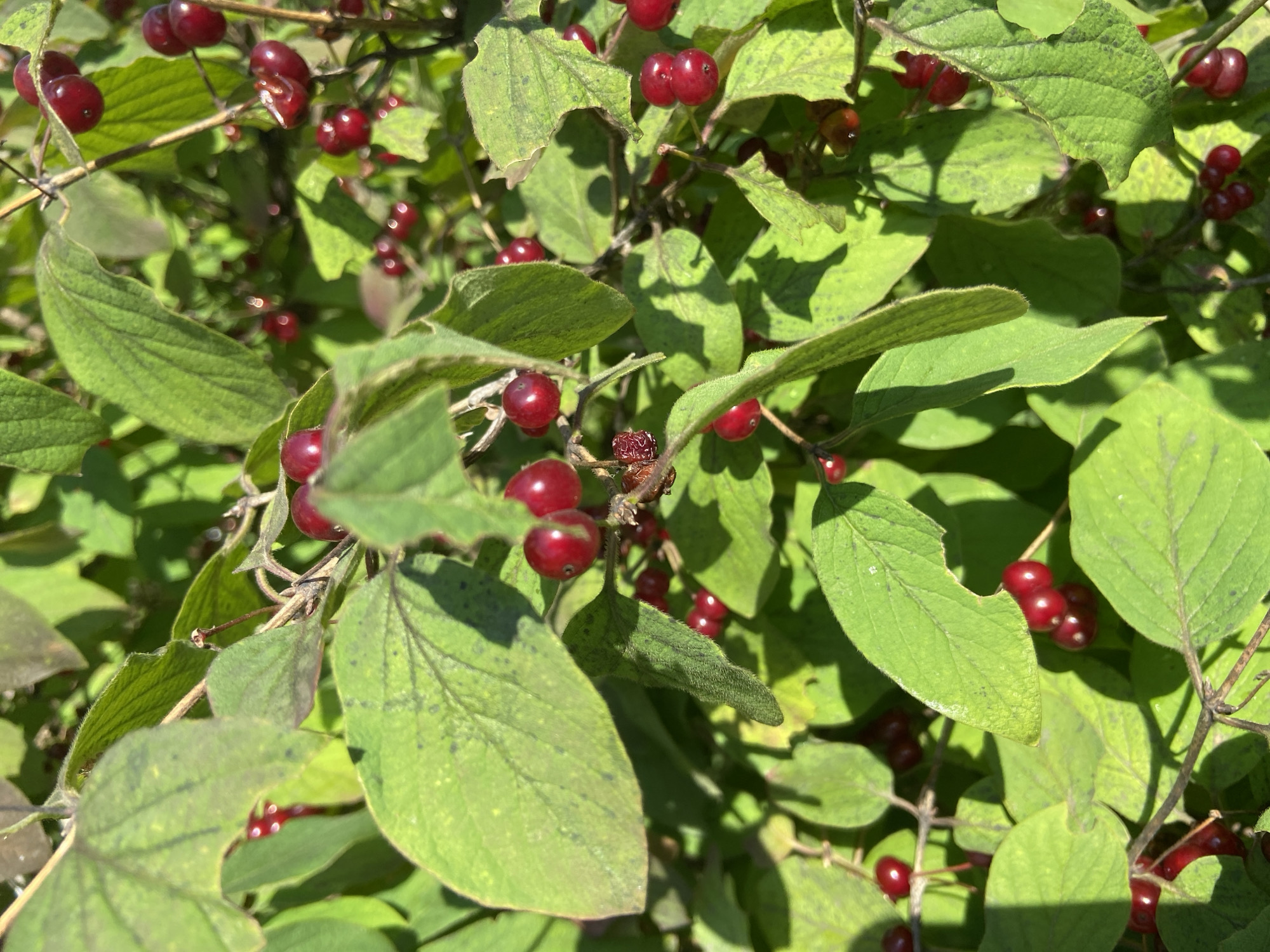 The image shows a close-up of a bush with bright red berries and green leaves. The berries are small, round, and clustered together on thin stems. Some leaves are slightly discolored with dark spots. The scene appears to be outdoors, with natural light casting shadows. The image does not provide any information that would allow for the identification of the location as Balashikha, Russia, or any specific city. There are no people, actions, or interactions depicted.