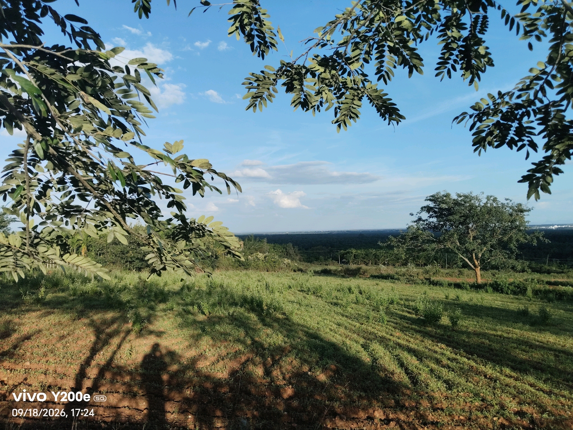 The image captures a natural landscape with a field in the foreground and trees in the mid-ground, under a clear blue sky with scattered clouds. In the lower left corner, a watermark reads "vivo Y200e SG 09/18/2026, 17:24". The foreground is a field with rows of sparse vegetation and visible soil, marked by the shadows of tree branches and two human figures cast on the ground. The mid-ground features a denser area of green vegetation and a solitary tree with a robust trunk and a wide canopy. Beyond this, a line of trees forms a horizon, leading to a distant view of what appears to be a town or city with some structures visible on the far right. The overall scene suggests an outdoor environment, possibly a rural or semi-rural area, within the vicinity of Tippagondanahalli, India, given the provided location context. The time stamp indicates the photograph was taken in the late afternoon.