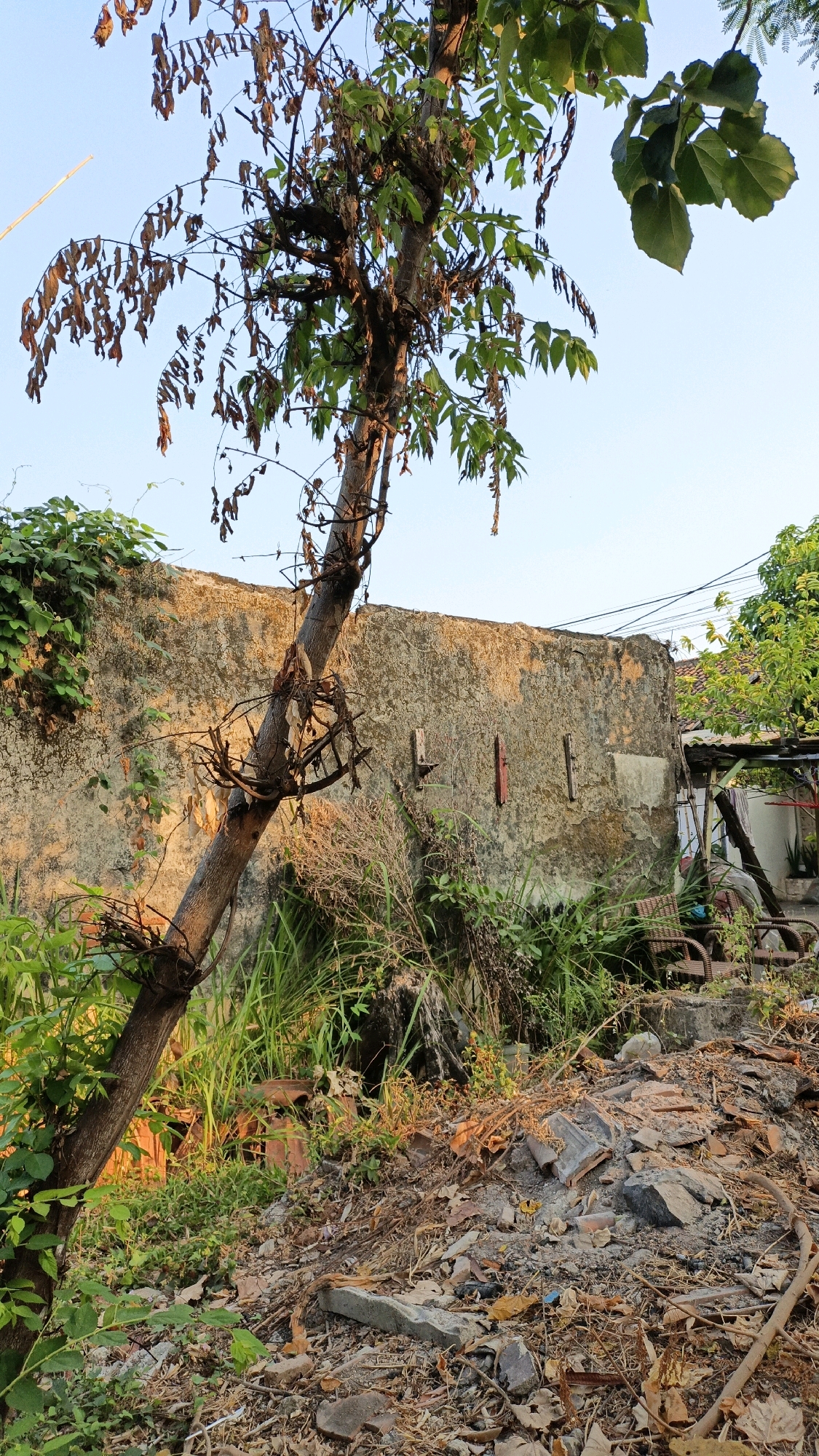 The image depicts an outdoor scene, likely a backyard or an unkempt area adjacent to a building, under a clear sky. A large, somewhat dilapidated concrete wall dominates the background, showing signs of age and weathering. In the foreground, a leaning tree with a rough, textured bark is a prominent feature, its branches supporting a mix of green and dried leaves. Some branches are entangled with a wire structure.
The ground is covered with debris, including fallen leaves, twigs, broken tiles, and scattered rocks, indicating neglect or recent disturbance. Lush green vegetation, including tall grasses and vines, grows around the base of the tree and along the wall, creating a natural, untamed feel.
To the right of the scene, a small covered structure, possibly a shed or an open shelter, is visible. Within this area, two wicker chairs are placed, suggesting a seating area that is currently unused. The lighting suggests it might be late afternoon or early morning, with the sun casting warm tones on the wall and vegetation.
The location is identified as Cikal, Indonesia. There are no people or animals visible in the image. The overall impression is one of a natural, somewhat overgrown space with elements of human presence in disrepair.