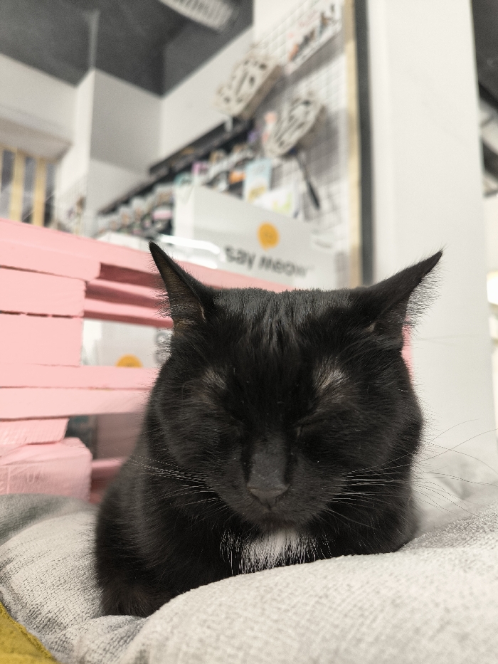 A black cat with closed eyes rests on a grey blanket. The cat has a small patch of white fur on its chest and long, white whiskers. In the background, a pink structure resembling stacked shelves is visible, along with a retail display with the words "Say Meow" on a white background and a yellow circle. The overall lighting is bright and neutral, creating a peaceful and serene atmosphere.