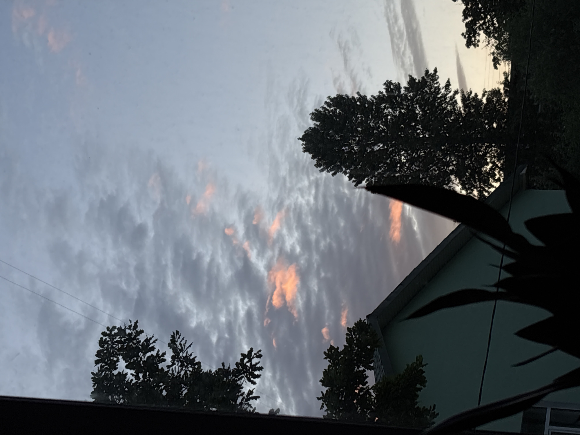 The image shows a view from a window overlooking a residential area in Saint Petersburg, Russia, during twilight. The sky is filled with a mixture of gray and pinkish clouds, indicating the sunset. In the foreground, silhouetted foliage obscures part of the view. To the left, the roof and side of a light blue building are visible, along with a portion of a dark tree. To the right, a tall, dark tree stands prominently against the sky. The scene is calm and atmospheric, with a sense of the day coming to a close.