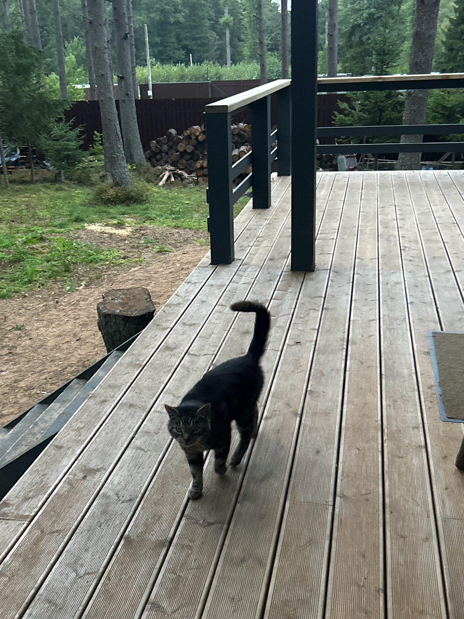 A tabby cat walks on a wooden deck in Shepelyovo, Russia. The cat is dark gray with tabby markings on its face and legs, and it has a black tail. The deck is made of light brown wooden planks and has a dark gray railing. In the background, there is a pile of firewood, a dark brown fence, and tall trees. The ground next to the deck is covered in grass and dirt, with a tree stump visible. The scene appears to be a residential outdoor area.