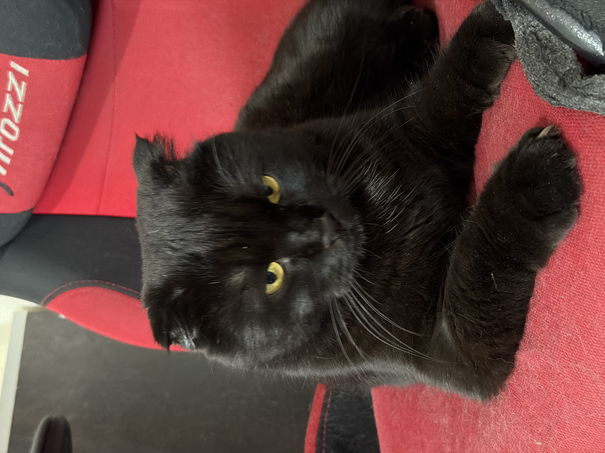A black Scottish Fold cat with bright yellow eyes is lying on a red chair. The cat's fur is dark and dense, and its ears are folded down. The chair appears to be a gaming chair, with black and red accents and some white lettering visible on the headrest. The background is out of focus, but suggests an indoor environment. The image is a close-up shot, focusing on the cat's face and upper body. The scene is indoors in an unknown location.