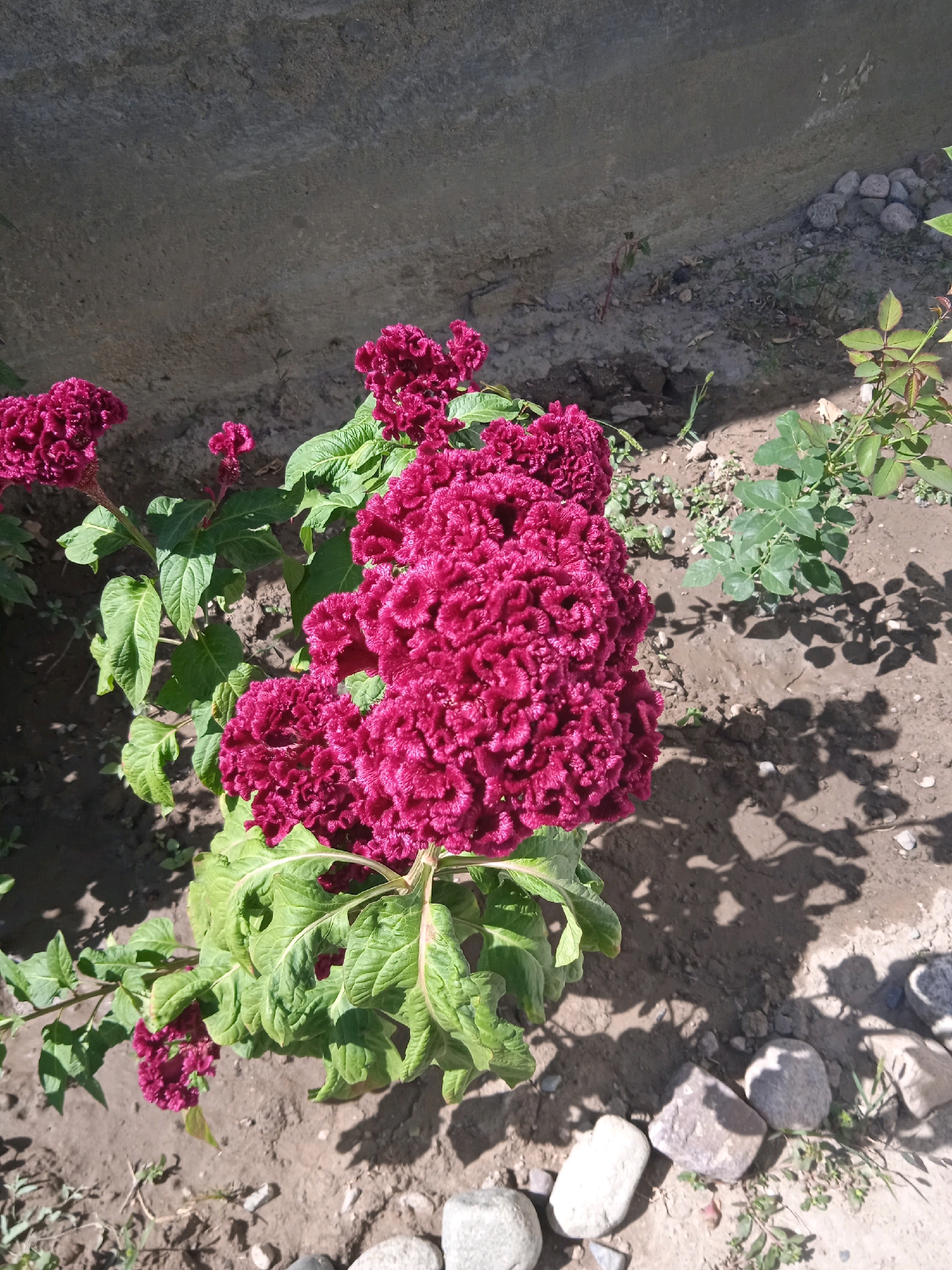 The image shows a close-up view of several bright pink, ruffled celosia flowers growing outdoors. The flowers are the dominant feature, with their velvety, coral-like appearance. They are surrounded by green, leafy foliage. In the background, a rough, concrete wall runs along the top of the frame. The ground is composed of dry, dusty soil with scattered small rocks and some sparse green vegetation. The lighting suggests it is a sunny day, casting shadows from the plants onto the ground. The setting appears to be a garden or yard, possibly in a rural or suburban area, consistent with a location like Іргелі ауылдық округі, Kazakhstan. There are no people or animals visible in the image.