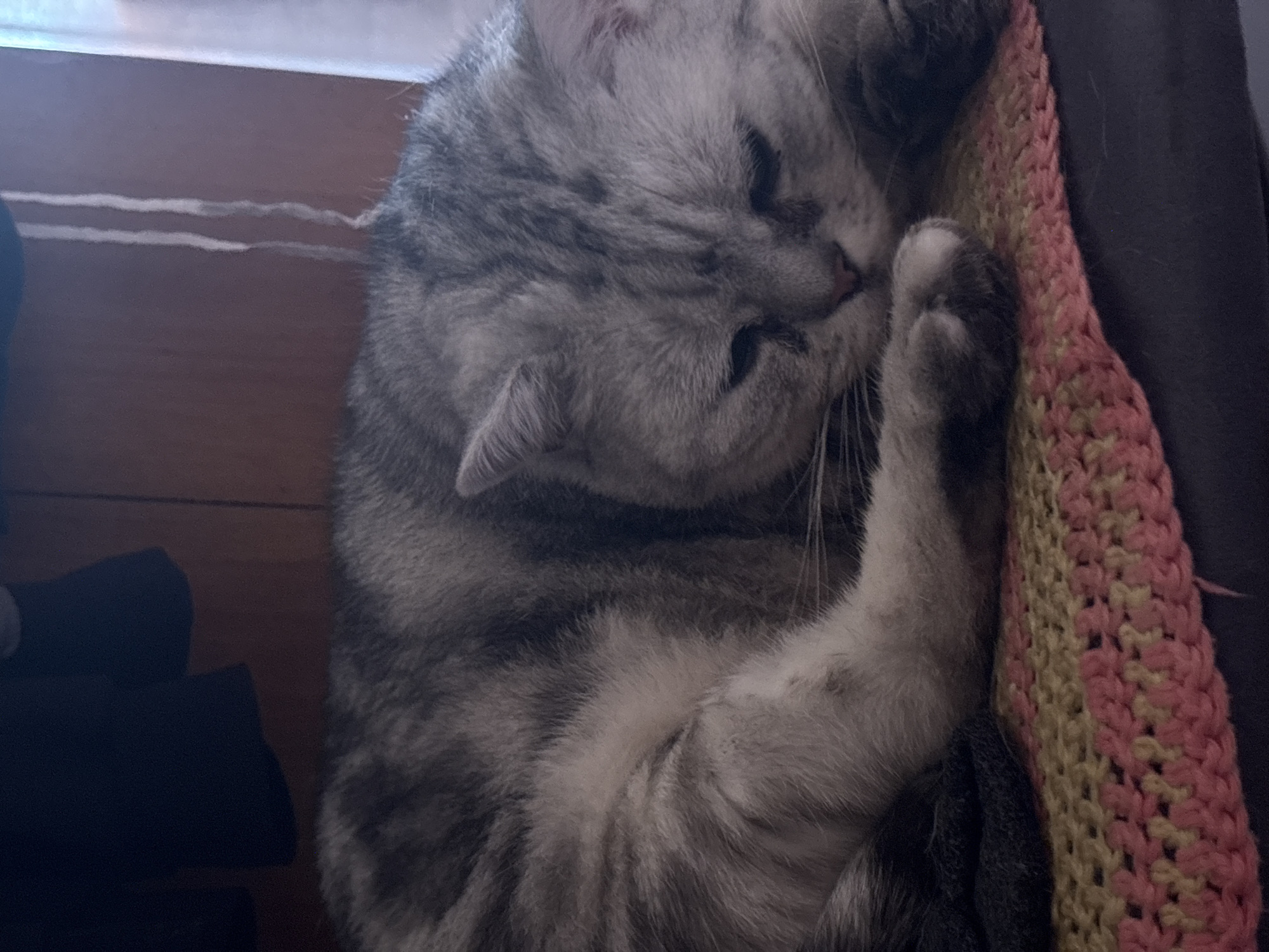 A grey tabby cat is curled up sleeping on a colorful crocheted blanket. The cat's eyes are closed, and its head is resting on its paws. The background appears to be a wooden wall, possibly in a room in Sinzig, Germany. There is a dark fabric hanging in the upper left corner, and a sheer curtain or window covering on the right.