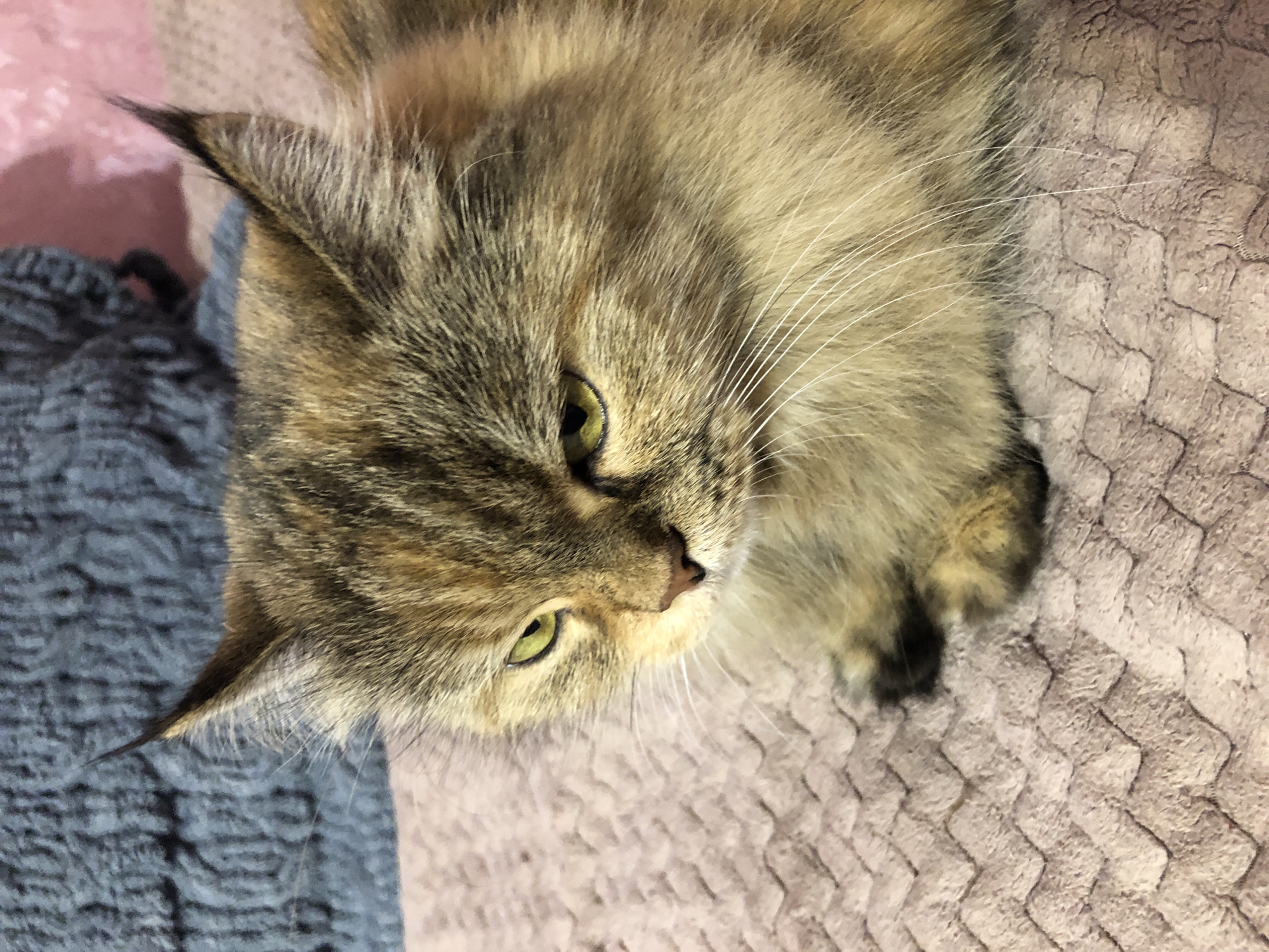 A close-up, eye-level, medium shot captures a tortoiseshell cat with green eyes, looking downward with a pensive expression. The cat is resting on a textured, pink blanket, with its paws tucked beneath it. In the background, a fuzzy, dark blue knitted fabric is visible. The lighting is soft and natural, creating a warm and intimate atmosphere. The cat's fur exhibits a mix of brown, black, and orange tones, with prominent white whiskers.
