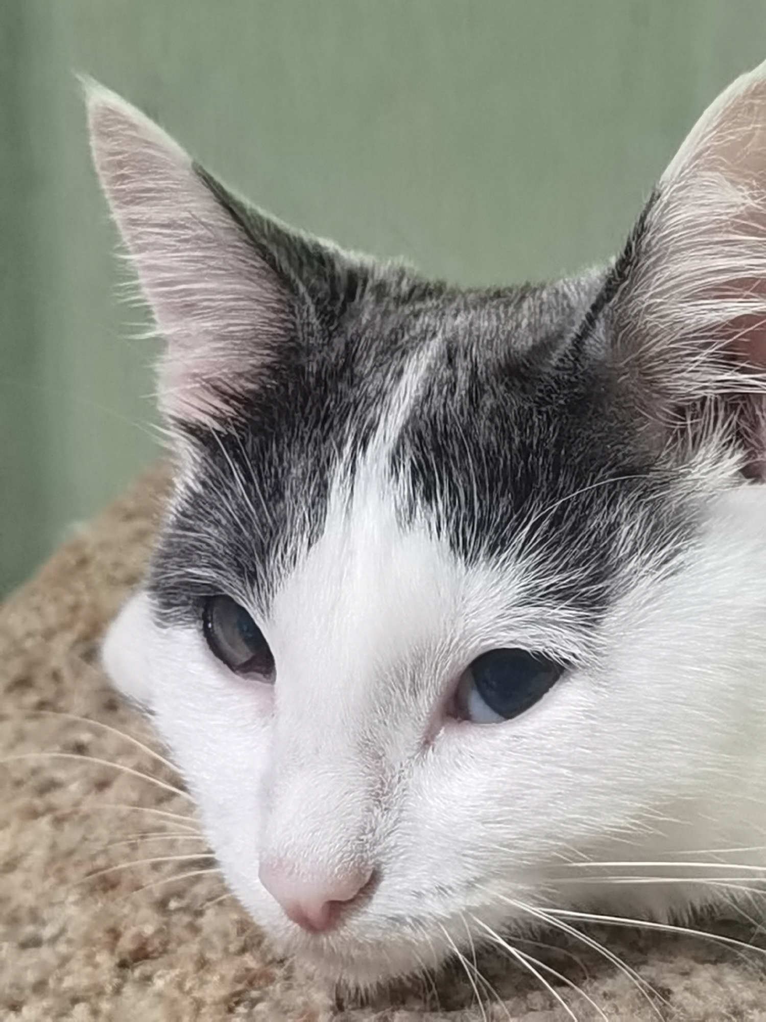 A close-up, eye-level shot captures the face of a black and white cat resting on a textured, tan surface, possibly a carpeted cat tree. The cat's fur is predominantly white, with black markings on its head and ears. Its eyes, a dark color, are open and looking slightly to the left of the frame. Long, white whiskers extend from its snout. The background is a soft, out-of-focus green. There is no indication of the city of Chaikovsky, Russia, in the image.
