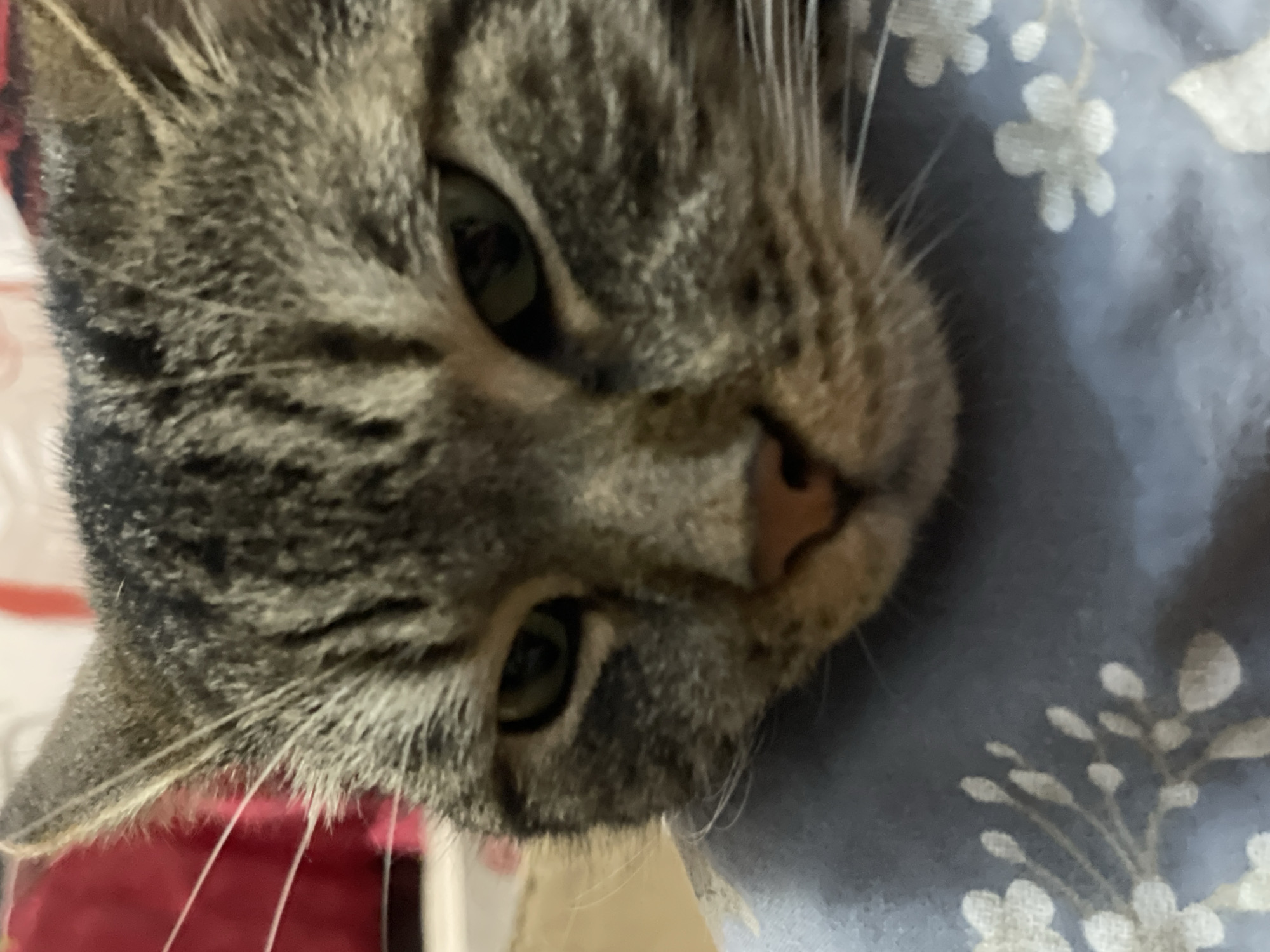 A close-up, eye-level, medium shot captures a tabby cat's face. The cat, positioned on a blue blanket with a white floral pattern, is looking directly at the camera. The cat's fur is a mix of brown, black, and gray stripes. Its eyes are green and appear slightly narrowed. The cat's nose is pink, and its whiskers are prominent. The background is blurred, showing hints of red and white. The image appears to be a casual, indoor photograph. There is no information about the location in Cherkasy, Ukraine, or any specific actions or interactions occurring.