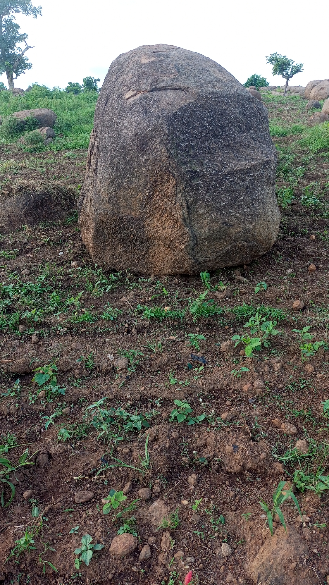 The image depicts a rocky, outdoor scene in Kagarko South, Nigeria, likely during daylight hours under an overcast sky. The central subject is a massive, rough-textured boulder, its weathered surface displaying variations in color from dark grey to reddish-brown. The boulder is positioned on a sloping, uneven terrain.
In the foreground, a field of young, green plants is growing in neat rows across dark, tilled soil. Scattered among the plants are smaller rocks and pebbles. The background reveals more of the hilly landscape, characterized by patches of green grass, other scattered boulders, and a few scattered trees, some with sparse foliage. In the far left, a larger tree with a more substantial trunk and branches is visible. In the mid-right, a lone, slender tree stands on the hill, its branches reaching upwards. The overall impression is one of a natural, rural environment. No people, text, or specific events are discernible. The scene evokes a sense of natural solitude and the rugged beauty of the Nigerian landscape.