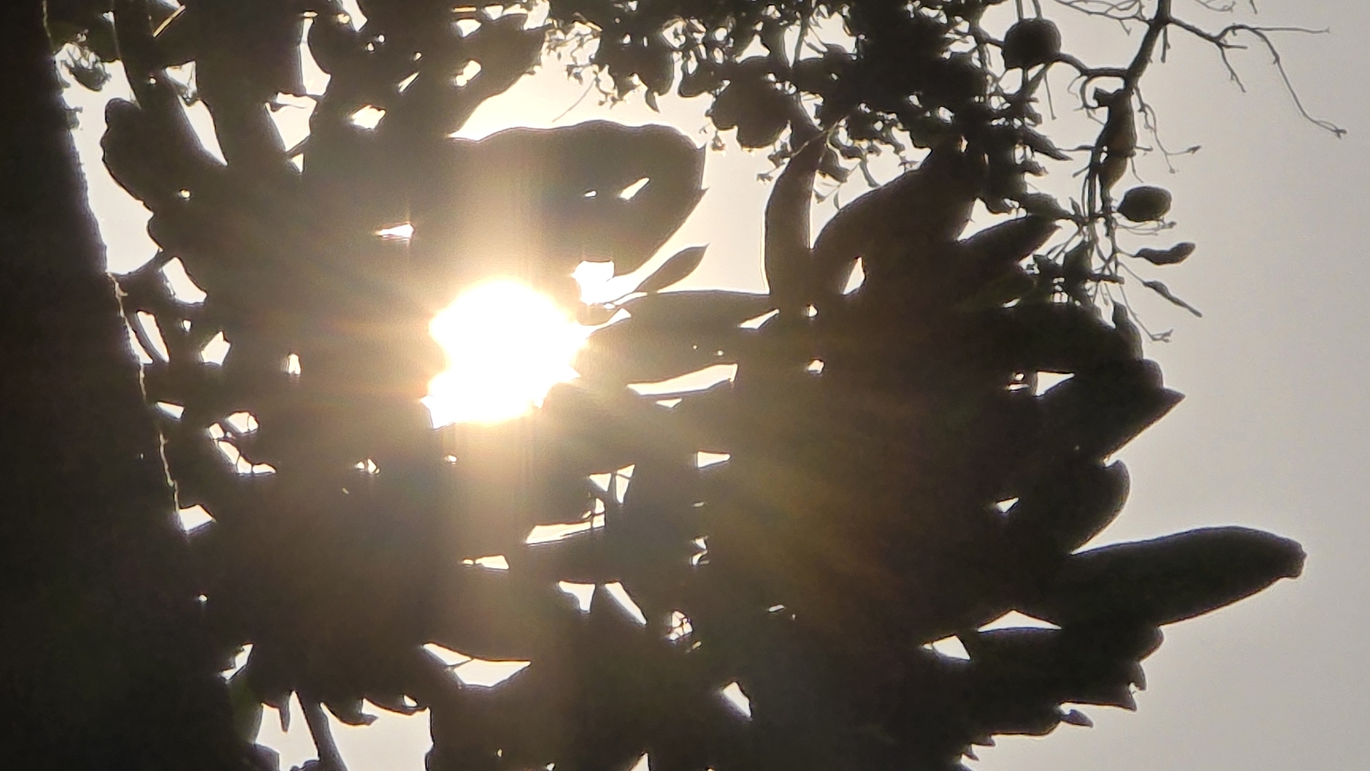 The image shows a silhouette of leaves and branches against a bright, hazy sky. The sun is visible through the foliage, creating a starburst effect. The specific plant species is difficult to identify, but the scene is likely located in the Bac Natural Heritage Area Trang, Vietnam. There are some pod or fruit like things. There are no people visible in the image.