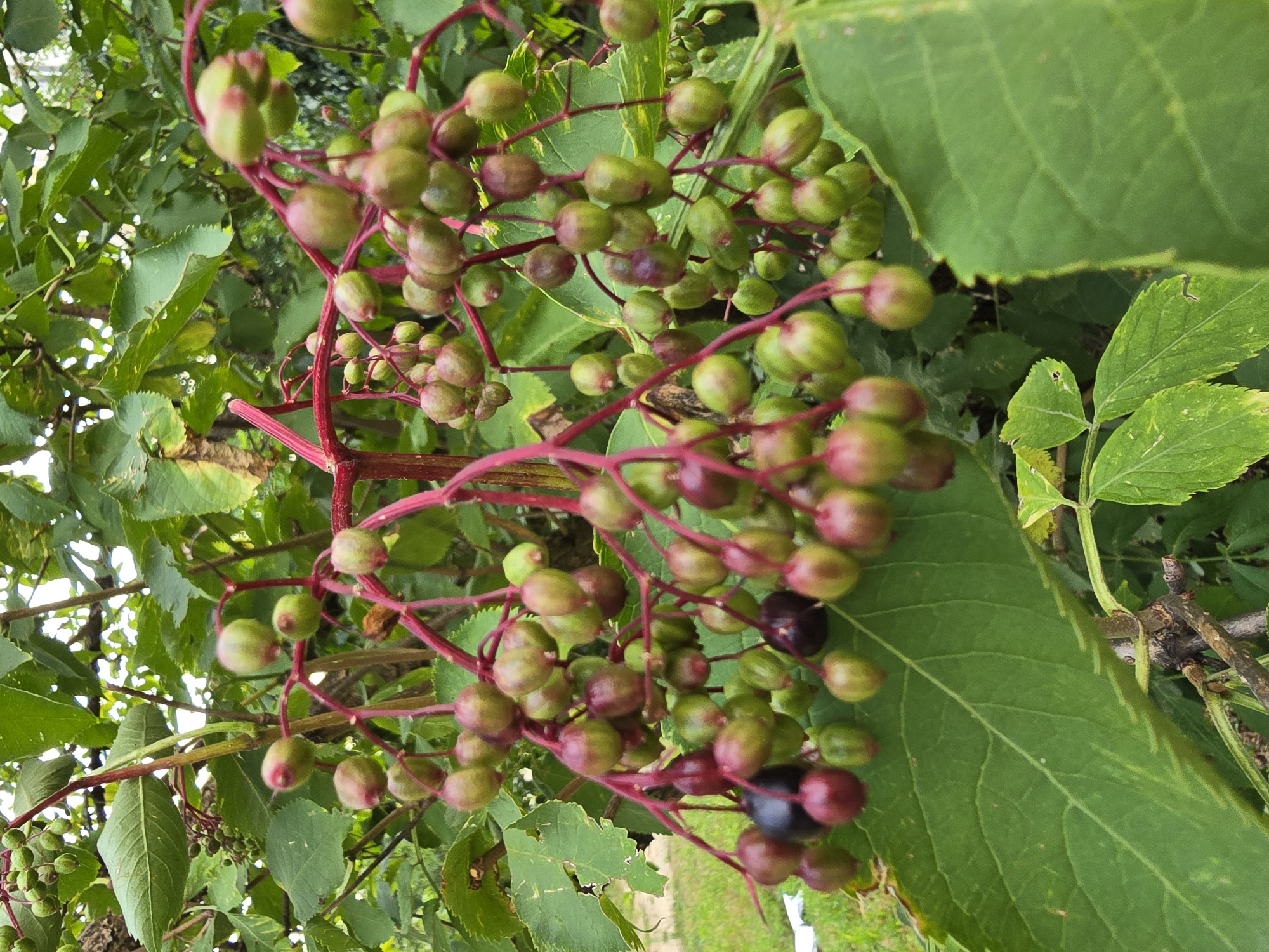 The image shows a close-up of a cluster of elderberries, some green and some turning dark purple. The berries are on thin, reddish stems, and are surrounded by lush green leaves. The background is a blur of more foliage and hints of a grassy area and some outdoor structures, suggesting a natural or garden setting. The specific location in Vyshneve, Ukraine, is not visually indicated by any landmarks or signs within the image itself, but the context of the query implies this setting. There are no people or animals present in the image. The overall impression is of a plant in its natural growth environment.