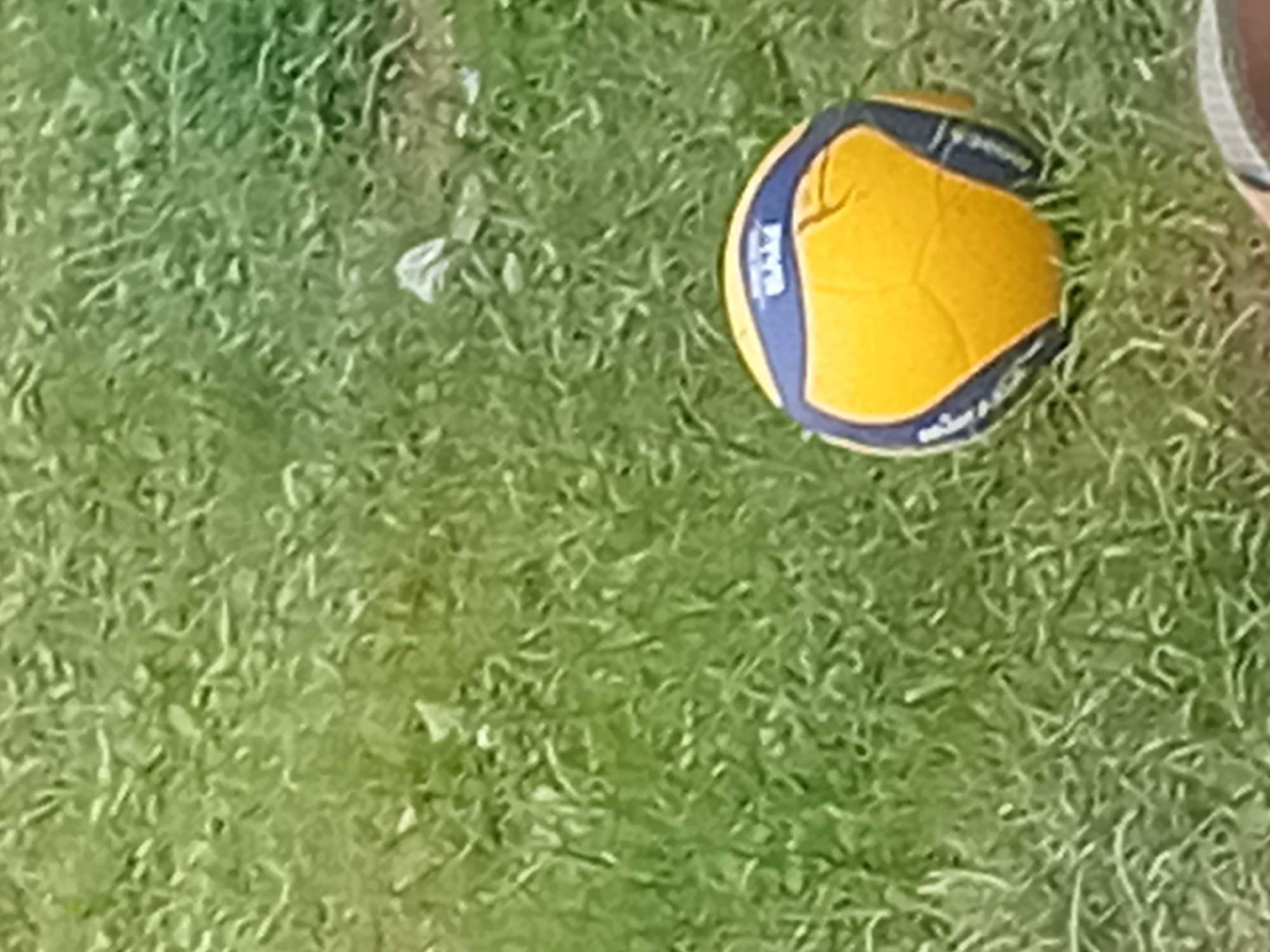 A bright yellow and blue volleyball rests on a field of green grass. The ball, a Mikasa brand, is partially obscured by the blades of grass. The setting appears to be outdoors, possibly a park or sports field, given the grass and the presence of a sports ball. The lighting suggests it is daytime, likely sunny due to the vibrancy of the ball's colors. There are no people clearly visible in the frame, though a sliver of a person's leg or arm, wearing a light-colored garment, is visible at the far right edge of the image, suggesting someone may have been nearby. The grass is thick and appears well-maintained. There are some lighter-colored specks on the grass, possibly leaves or debris. The overall impression is a casual outdoor scene, likely a break or after a game.