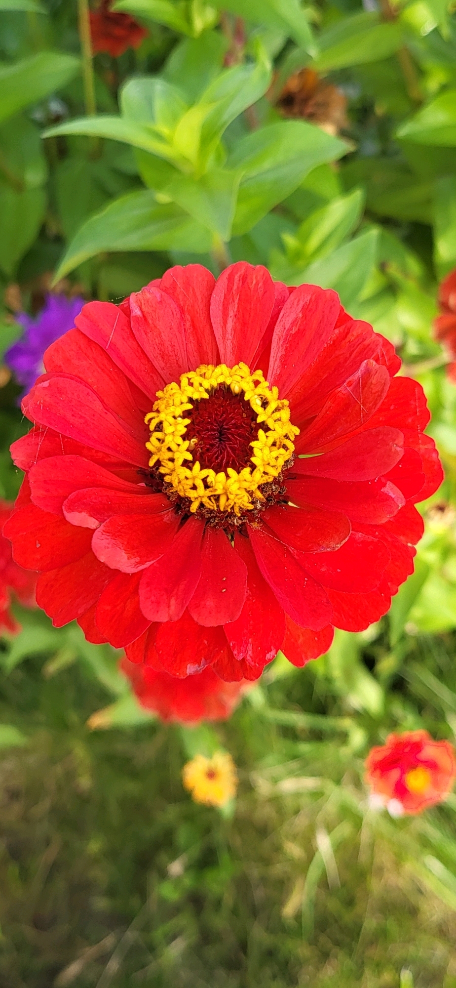 This image captures a close-up view of a vibrant red zinnia flower in full bloom, centered in the frame. The flower exhibits a complex structure with numerous petals radiating outwards. At its core, a ring of bright yellow stamens surrounds a darker, reddish-brown center. Some fine, almost invisible strands, possibly spider webs, are present on the petals. The background is softly blurred, revealing lush green foliage and hints of other flowers in softer focus, including a small purple flower on the left and out-of-focus red and yellow flowers in the lower portion of the image. The overall impression is one of natural beauty and delicate detail, common in garden settings. This scene could be found in a garden within the city of Oskemen, Kazakhstan, where such flowers are cultivated. There are no people or animals visible in this photograph, and no specific actions or interactions are depicted. The environment is an outdoor garden setting with natural lighting.