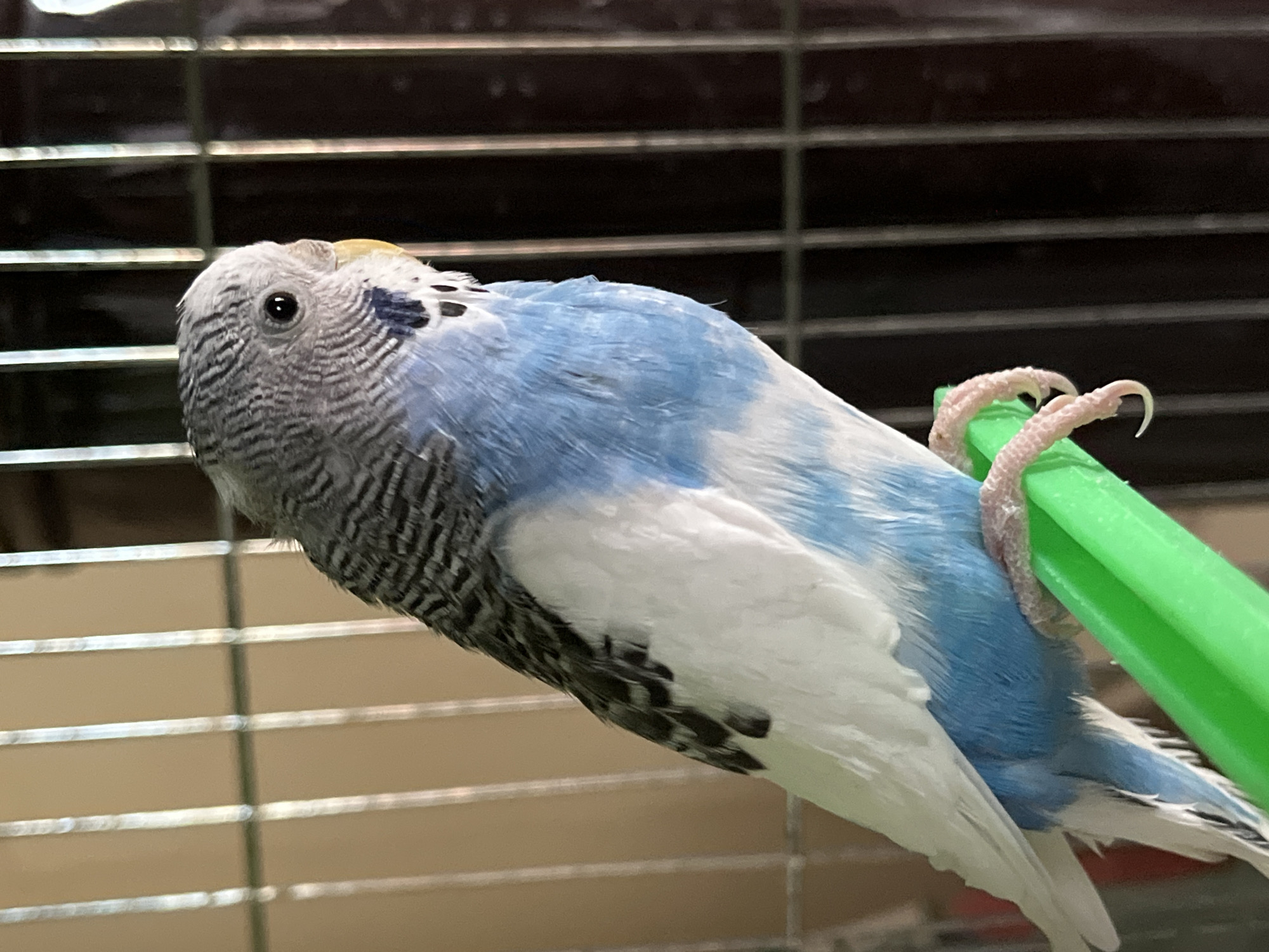 A blue and white budgerigar sits on a green perch inside a cage. The cage bars are visible in the background. The budgerigar has black and white striped markings on its head and upper body. The location of the scene is not identifiable as Shumen, Bulgaria, or any other specific location.