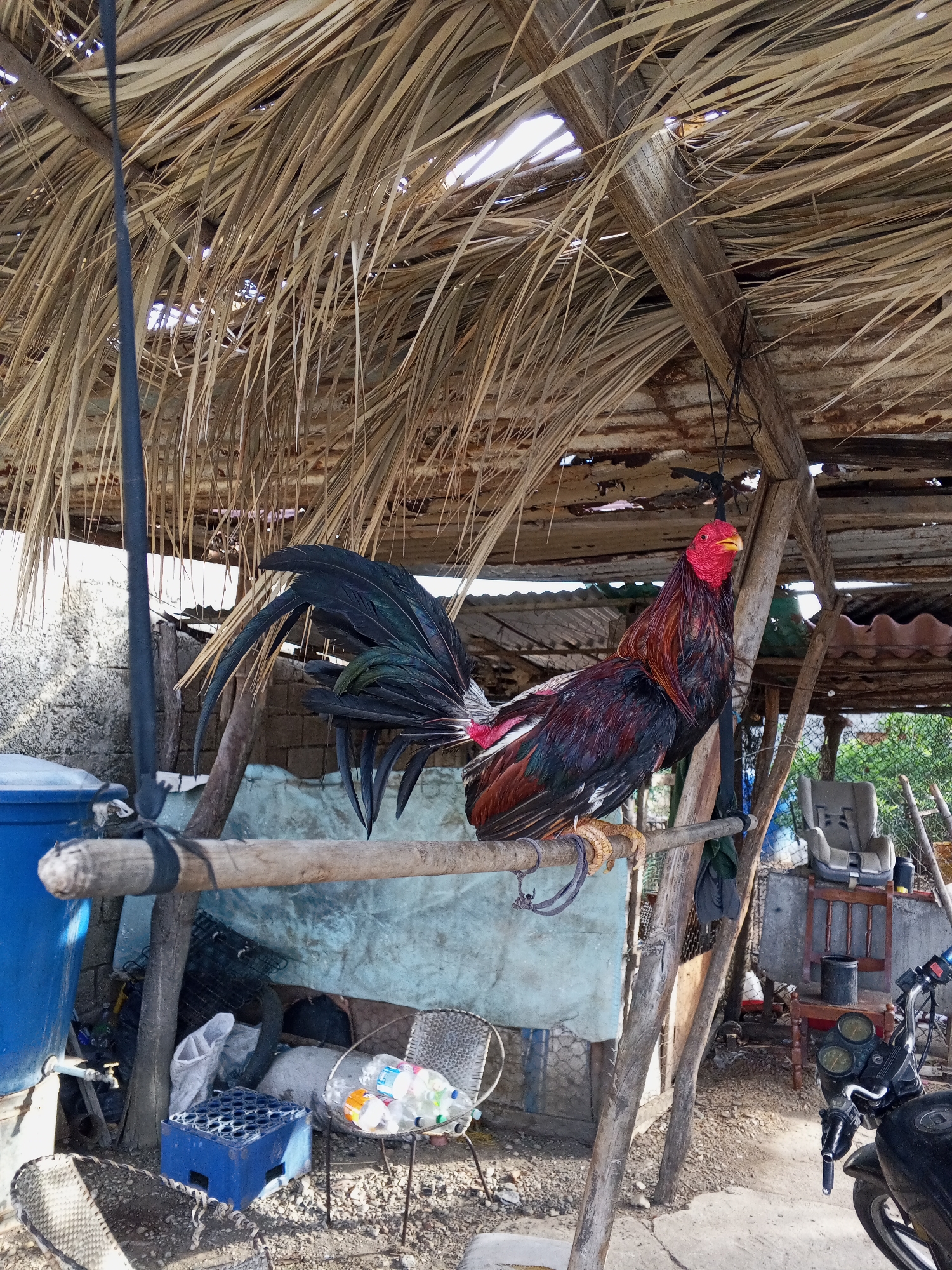 The image depicts a rooster perched on a wooden pole inside a partially covered structure. The roof is a mix of corrugated metal and dried palm fronds, with visible holes allowing sunlight to penetrate. The rooster has a red head, multi-colored feathers of red, black, and iridescent green, and pronounced spurs on its legs.
The scene is cluttered. To the left is a large blue plastic container, assorted discarded items, and a chair filled with empty plastic bottles. In the background, a faded blue tarp hangs against a wall. To the right, a motorcycle is partially visible, along with a child's car seat placed on a wooden chair. The ground appears to be a mix of dirt and concrete.
The location, city, and country are unknown. There are no people visible in the image. The primary action is the rooster perching.