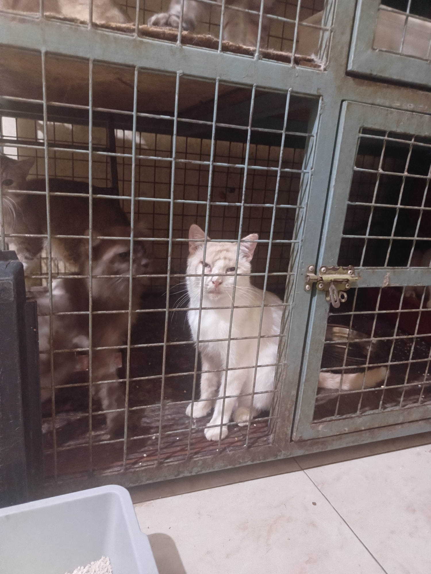 In Gadingan, Indonesia, a cream-colored cat is visible through the bars of a metal cage. The cat is facing the camera with its eyes partially closed and appears to be looking slightly upwards. Its fur is short, and it has a pink nose and ears. Behind the cream-colored cat, a darker-colored cat with grey fur is partially visible, its head and upper body obscured by the cage bars. The cage itself is made of metal bars and has a latch on the right side. The floor inside the cage appears to be made of wood or a similar material, with some scattered debris. In the foreground, a portion of a light grey plastic litter box is visible. The overall environment suggests a shelter or a similar facility for animals.