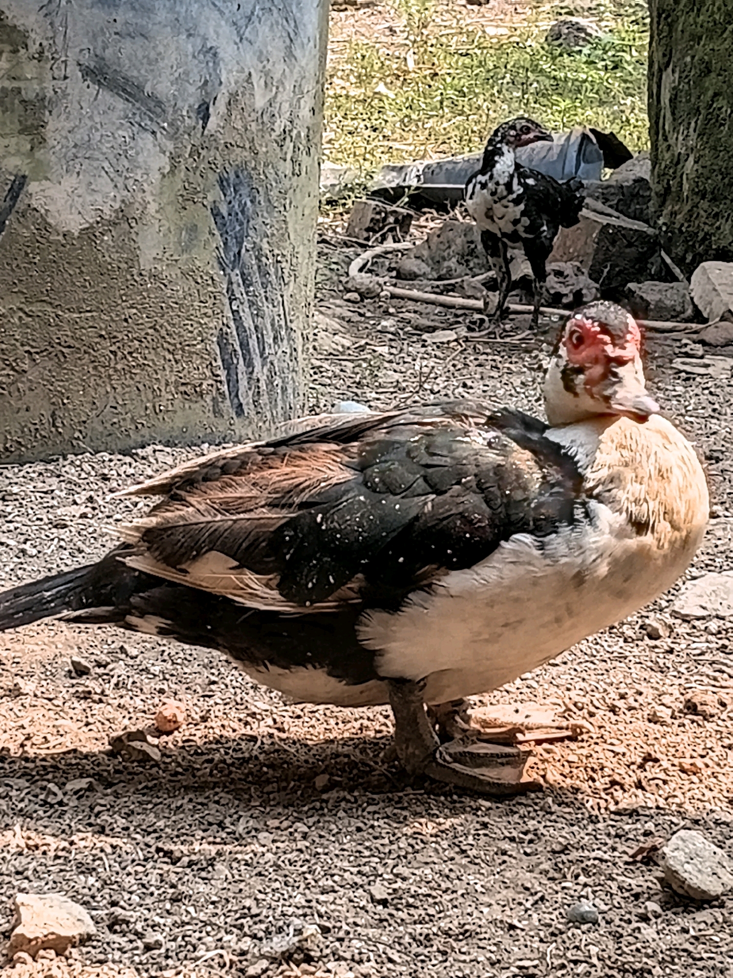A Muscovy duck stands on a gravelly ground in Margo Rukun, Indonesia. The duck is predominantly white with black and brown markings on its wings and back. It has a distinctive red, fleshy face. In the background, a black and white chicken is visible, standing among rocks and vegetation. The environment appears to be outdoors, with a large, weathered concrete structure to the left of the duck. The lighting suggests it is daytime, with shadows cast on the ground.