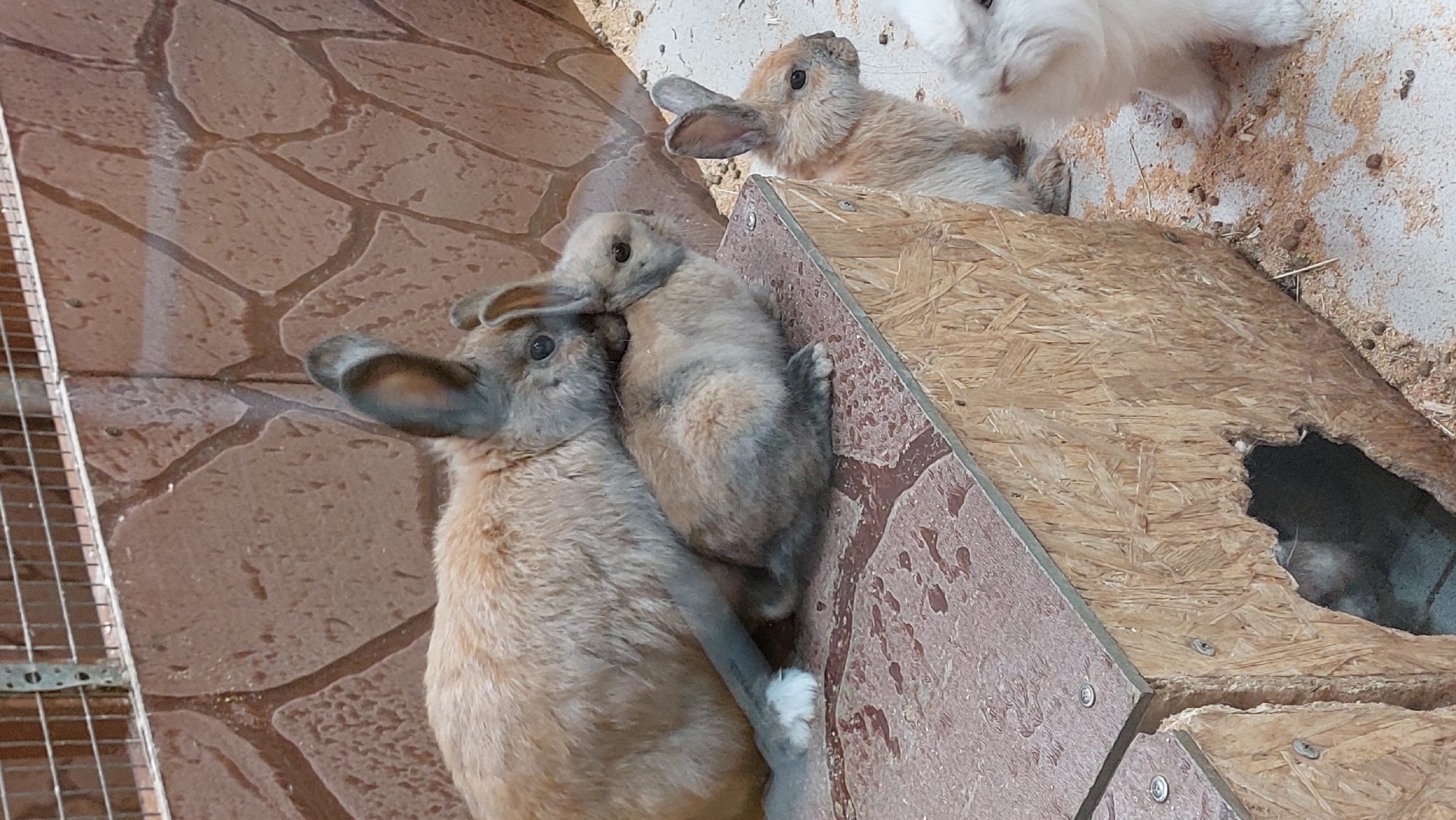 The image depicts an enclosure, likely an animal habitat, with several rabbits. A large, tan rabbit is positioned in the foreground, partially obscuring a smaller, grey-brown rabbit nestled against its side. To the right, another tan rabbit stands, facing away from the camera. In the lower right corner, the hindquarters and hind legs of a fluffy white rabbit are visible. The enclosure features a textured, brown wall in the background and a wooden structure with a hole in the lower left portion of the frame. The ground is covered with wood shavings and small droppings. The lighting suggests an indoor or sheltered environment. The location is listed as Unknown, Unknown.