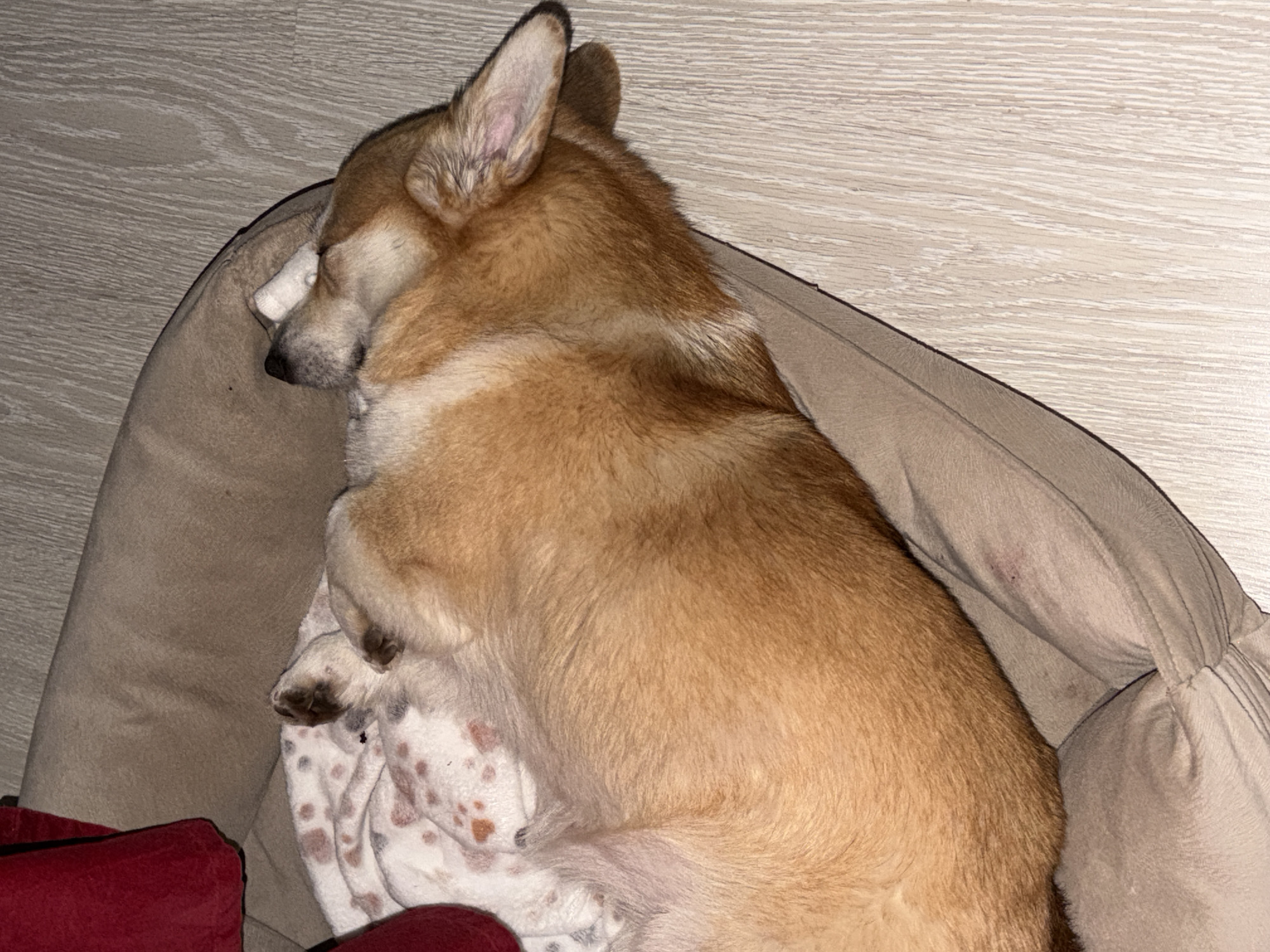 A tan and white corgi dog is sleeping in a tan dog bed with a spotted white blanket. The dog is curled up with its head resting on a white object, possibly a toy or a part of the bed. The dog bed is located next to a light-colored wall or floor with a wood grain pattern. A portion of a red object is visible in the lower left corner of the image. The location is not specified.
