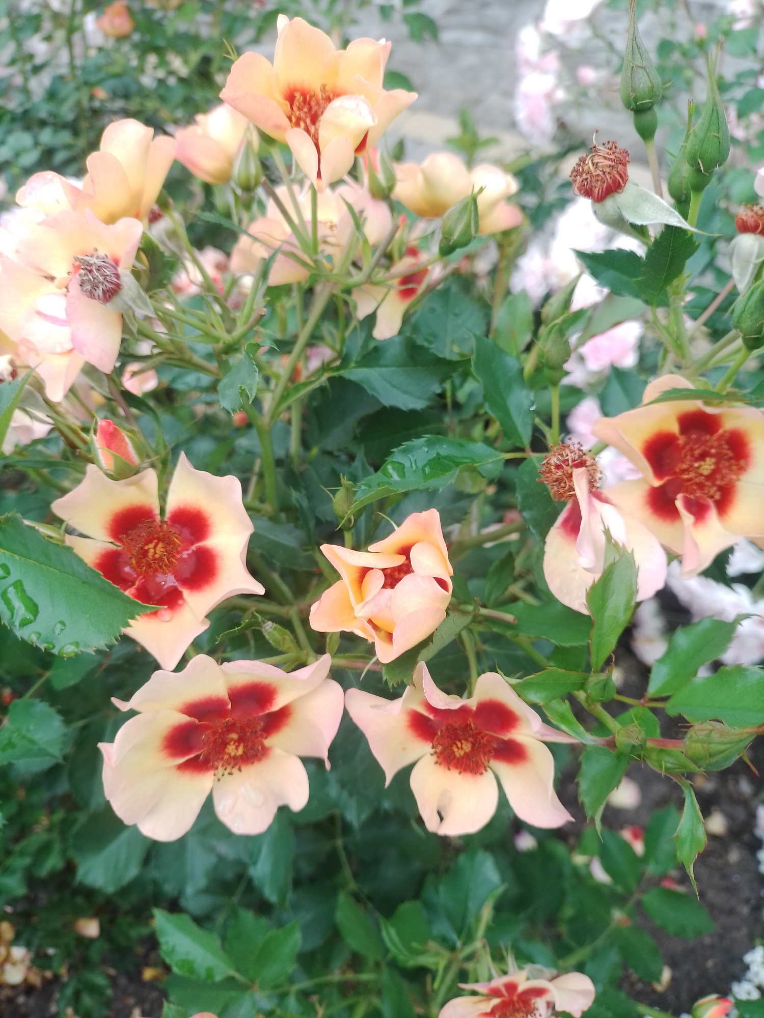 A close-up, overhead shot captures a cluster of delicate, pale peach roses with deep red centers, interspersed with green leaves, some glistening with water droplets. The roses are in various stages of bloom, with some fully open, showcasing their intricate petals, while others remain as tightly closed buds. One spent rose head, dried and reddish-brown, is visible in the upper right portion of the frame. The background is a soft blur of more roses and foliage, suggesting a garden setting. The lighting is natural, indicating an outdoor environment, likely during daylight hours. The image does not contain any identifiable landmarks, people, or activities that would allow for specific location identification within Myrhorod, Ukraine.