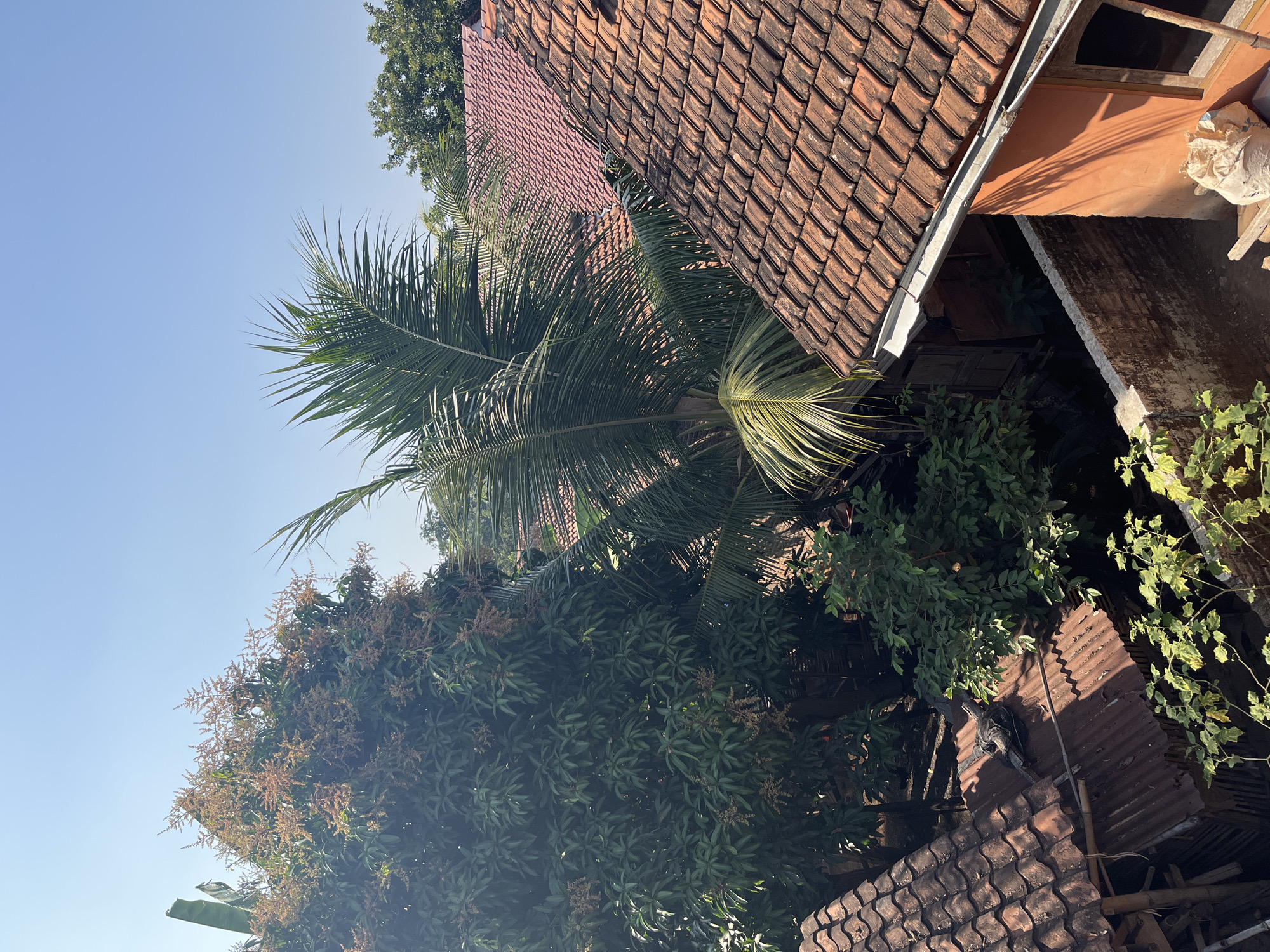 This image depicts an aerial view of a residential area in Glagah Kulon, Indonesia, under a clear blue sky. The scene is dominated by lush green foliage from a large mango tree, evident with its numerous small blossoms, and a towering coconut palm. Interspersed amongst the trees are several houses with reddish-brown tiled roofs, some appearing aged. One house in the foreground is painted orange and features a visible window and gutter. Shadows cast by the trees and structures indicate it is daytime, likely mid-morning or early afternoon. The overall impression is one of a tropical, rural or semi-urban environment. There are no people or animals visible in the frame.