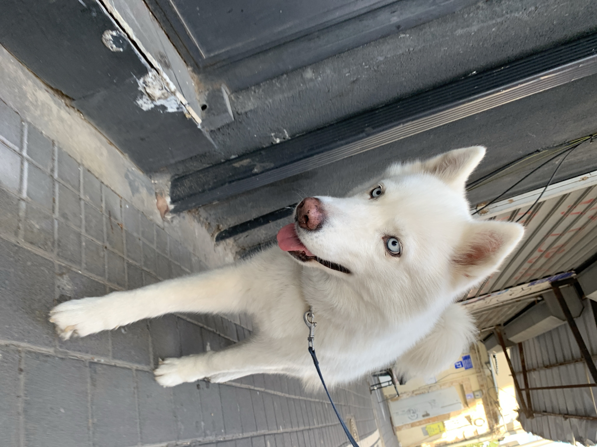 The image features a white, husky-type dog with piercing blue eyes and a pink nose, its tongue slightly extended, as it looks upwards at the camera. A blue leash is attached to its collar. The dog stands on a grey tiled surface, resembling a sidewalk or urban pathway.
Above and behind the dog, a dark, weathered structure, possibly a wooden beam or awning, shows signs of chipping and wear. The background reveals a bustling urban setting, with glimpses of buildings, what appears to be corrugated metal roofing, and utility wires, suggesting an older part of a city. The scene is illuminated by bright daylight, casting clear light on the dog's fur and indicating a sunny day. The dog's expression appears alert and engaged. This outdoor scene is set in Tel-Aviv, Israel. No discernible text is legible within the image.