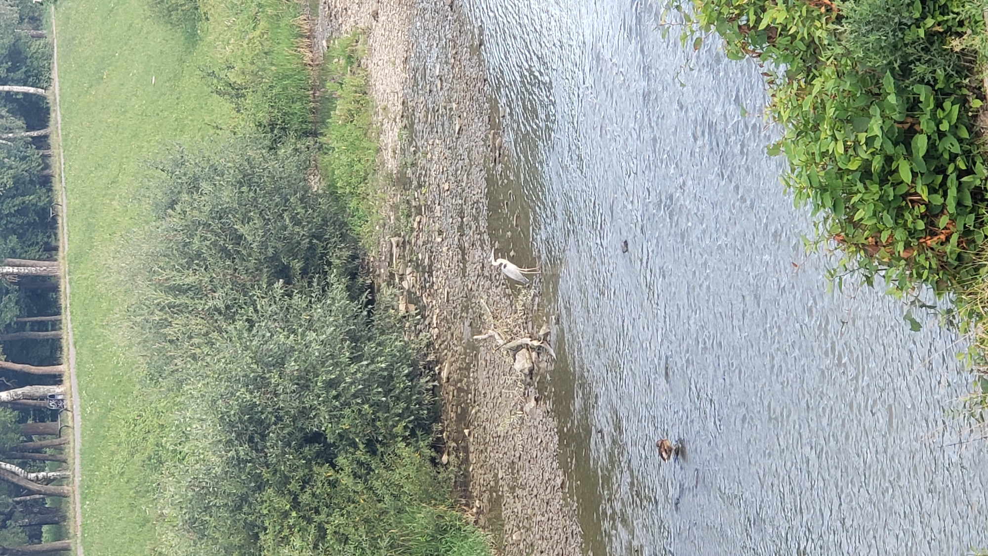 The image depicts a natural scene within a park setting in Prešov, Slovakia. In the foreground, a shallow, rocky river flows, with ripples visible on its surface. A single grey heron stands in the shallow water on the right side of the frame, facing left. To the left of the heron, a small duck is visible in the water, facing right. The riverbank is lined with pebbles and small rocks. Behind the riverbank, dense green foliage and bushes dominate the middle ground. In the background, a grassy slope rises towards a path bordered by trees. The trees are deciduous and appear to be in full leaf. The overall impression is of a peaceful, natural environment within an urban park. There are no people visible in the image.