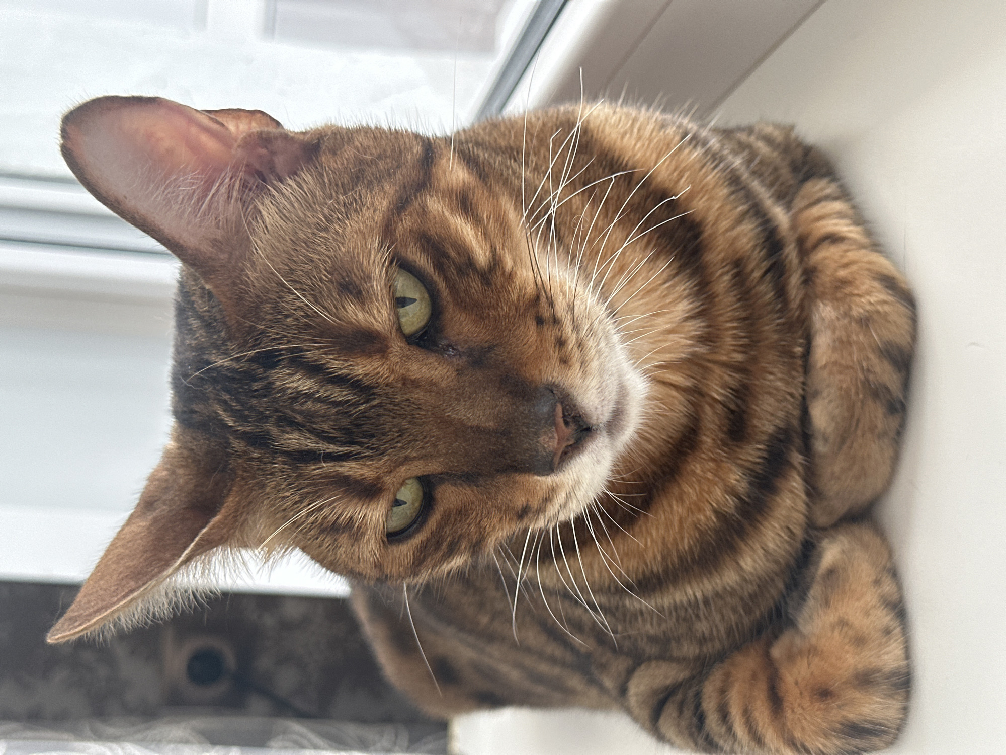 The image shows a close-up, eye-level shot of a Bengal cat sitting on a white surface, likely a windowsill. The cat is facing forward, with its paws tucked neatly underneath its chest. Its fur is a striking brown and black tabby pattern, and its eyes are a vivid green, narrowed in what appears to be a focused or suspicious gaze. The background is blurred, with a light-colored window on the right and a darker, textured surface on the left, possibly a wall with a patterned wallpaper or fabric. The lighting suggests it is daytime, with natural light coming from the window. There are no people or other animals visible in the frame. The cat's whiskers are long and white, fanning out from its muzzle. The setting is indoors, with the cat positioned on a flat, horizontal surface. The image does not provide any specific details that would allow for the identification of the city of Energetik, Russia.