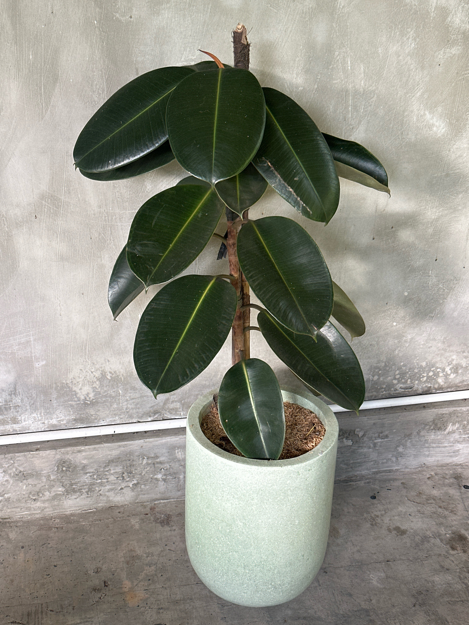 A potted rubber plant, Ficus elastica, stands in a pale green cylindrical planter. The plant has large, dark green, glossy leaves with prominent light green veins. The planter is positioned on a concrete floor, with a textured grey concrete wall behind it. A thin white pipe runs horizontally along the bottom of the wall. The scene appears to be indoors, possibly in a minimalist or industrial-style setting.