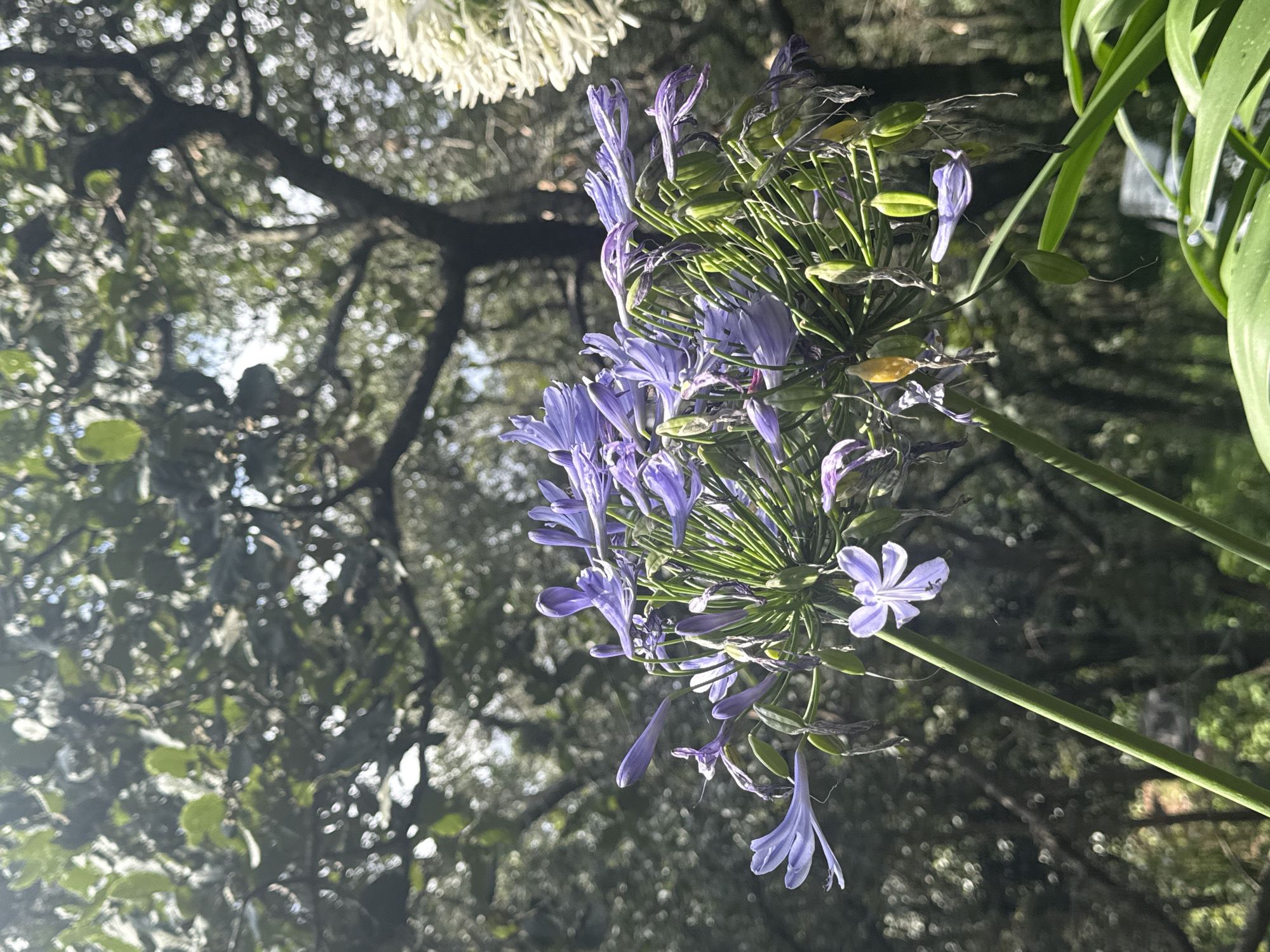 The image displays a cluster of blooming Agapanthus flowers, characterized by their trumpet-shaped, lavender-blue petals, set against a blurred background of lush green foliage and tree branches. The sunlight filters through the leaves, creating a dappled effect. The foreground features the detailed structure of the flowers, with their delicate petals, green stems, and developing seed pods. To the right, a portion of a white flower cluster is visible. The setting appears to be an outdoor garden or park, with the overall ambiance suggesting a tranquil, natural environment. There are no people or animals visible in the frame. The image does not provide any specific information or visual cues that would allow for the identification of its location within Mexico City, Mexico.