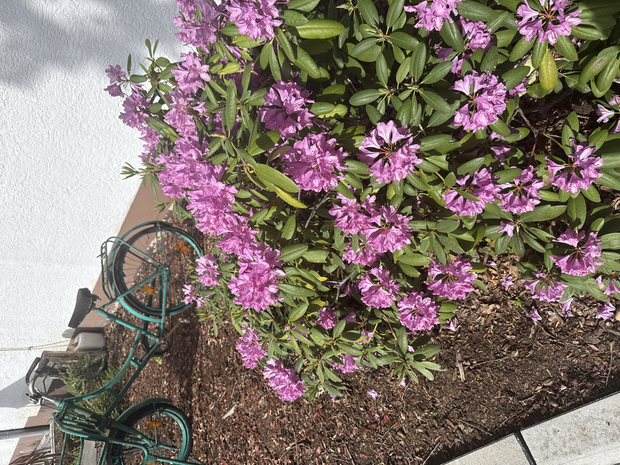 The image shows a garden scene in Bruchköbel, Germany. A green bicycle leans against a white wall, partially obscured by a large rhododendron bush with vibrant purple flowers. The ground beneath the bush is covered with mulch, transitioning to concrete paving stones at the bottom right of the frame. The overall scene suggests a quiet, well-tended garden area, likely adjacent to a building.
