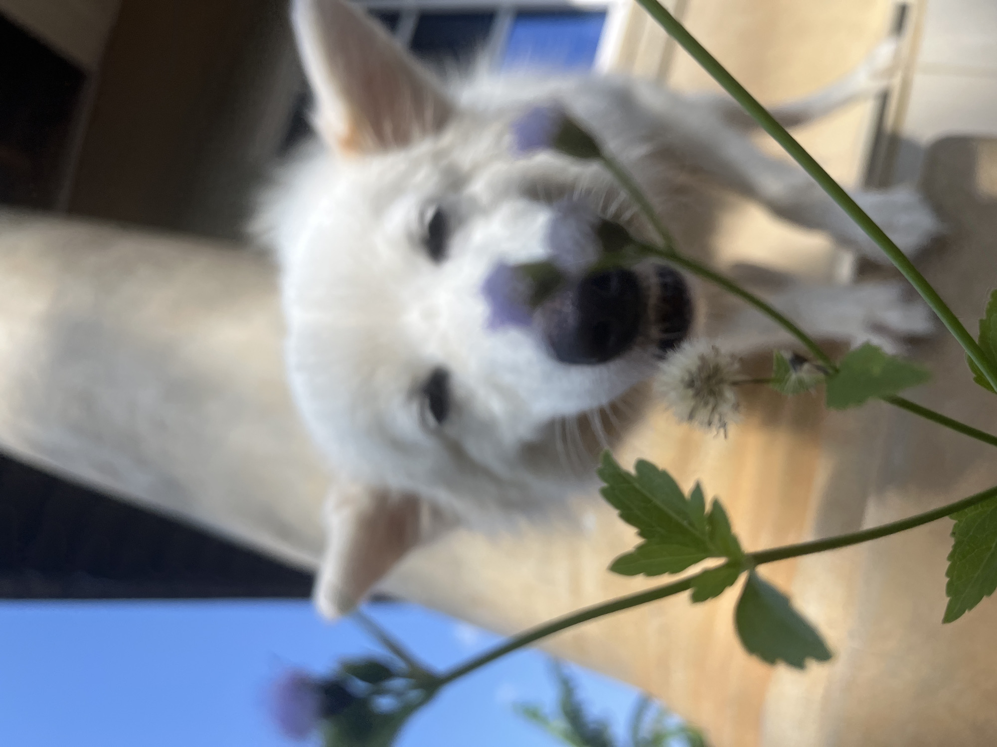 A tilted, close-up photograph features a white dog, likely a puppy, interacting with plants outdoors under bright daylight. The dog's face is prominent in the foreground, slightly out of focus, with its black nose positioned very close to a cluster of small purple flowers and slender green plant stems. Its fluffy white fur and perked ears are clearly visible.
In the background, a clear, bright blue sky occupies the lower-left portion of the image, indicating a sunny day. A blurry, light-colored structure, possibly a building or a wall, is visible behind the dog, reflecting the strong daylight. Faint darker lines in this background suggest architectural details such as window frames or a railing. The dog appears to be sniffing or playfully observing the flowers, conveying a sense of curiosity and engagement. The scene captures a natural, outdoor moment in Ikot Ekpene, Nigeria. There is no visible text in the image.