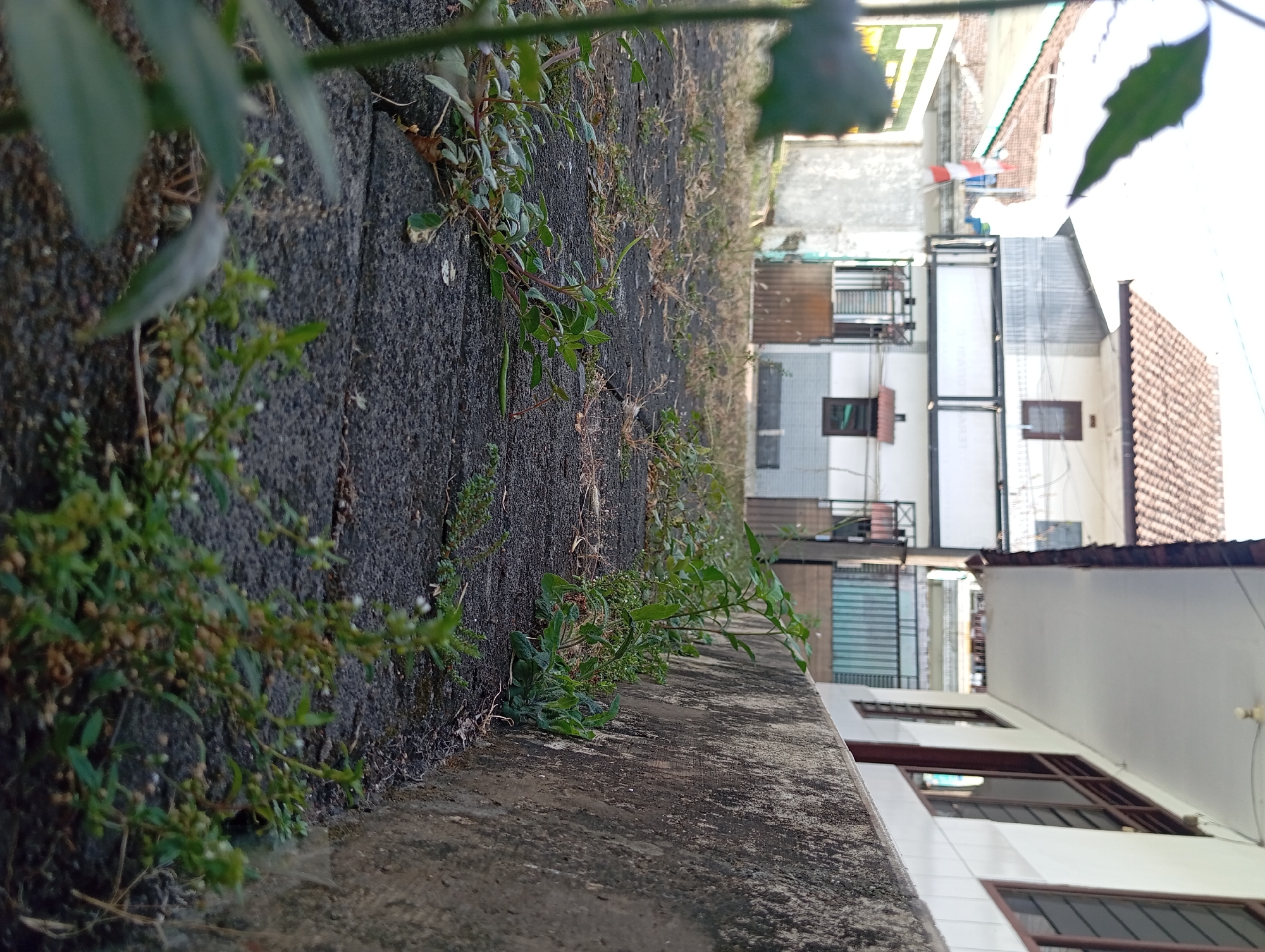 The image depicts a street scene in Pandaan, Indonesia, focusing on a weathered concrete retaining wall running along a cracked asphalt or stone path. Small green weeds and grasses are growing in the cracks and along the base of the wall. In the background, there is a white building with a brown tiled roof and multiple windows. A red and white flag, possibly the Indonesian flag, is visible on a pole to the left of the building. The lighting suggests it is daytime, with shadows cast by the structures. The foreground is dominated by the textured ground and encroaching vegetation, with a blurred green leaf in the extreme left foreground. The scene appears to be an outdoor, possibly residential or commercial, area.