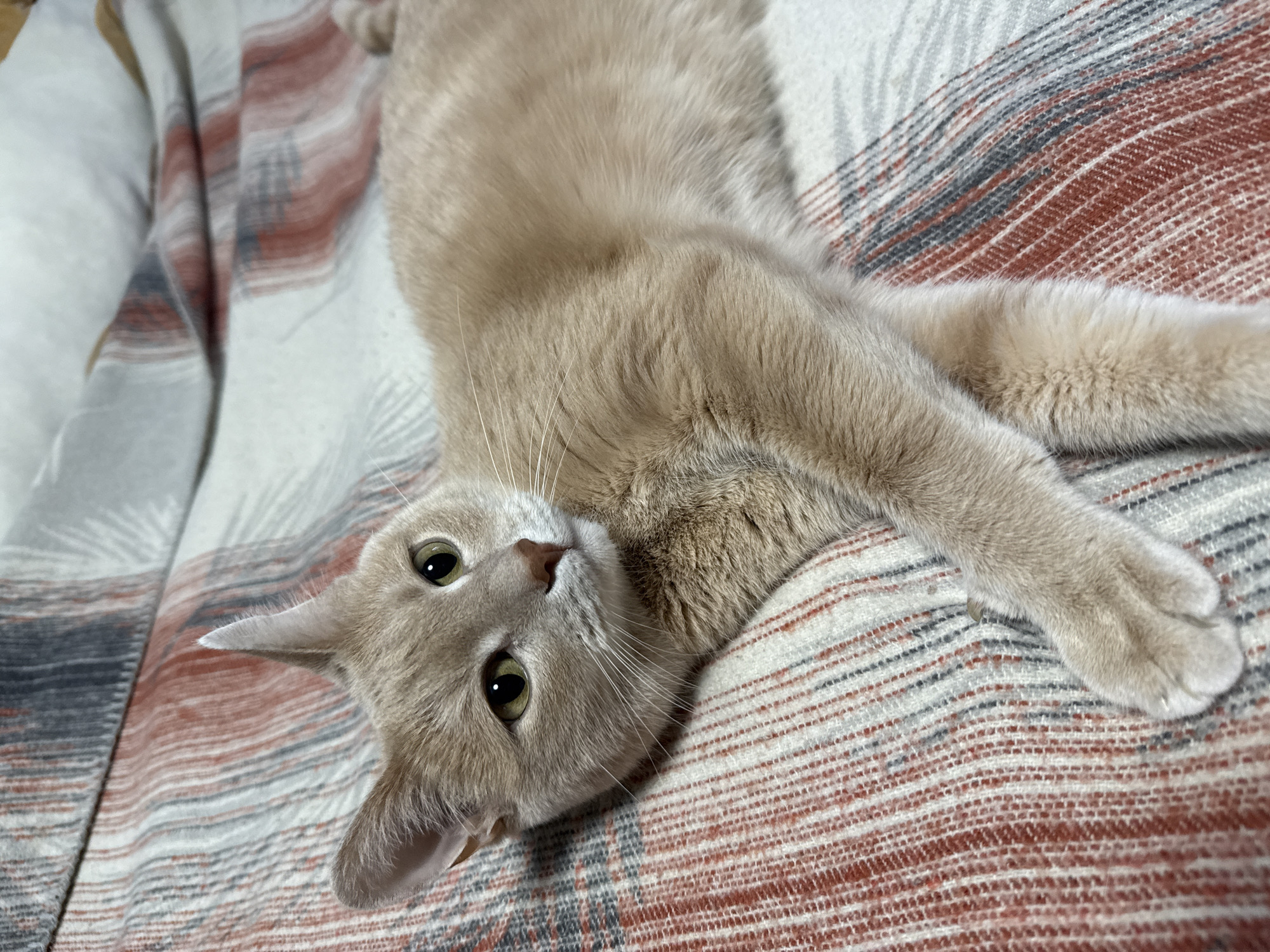 A light tan cat is lying on its back on a patterned blanket. The blanket has horizontal stripes of white, grey, and rust. The cat is facing the camera with its head tilted. Its eyes are yellow-green, and its whiskers are white. The location in the city of Chaikovsky, Russia is not discernible from the image.