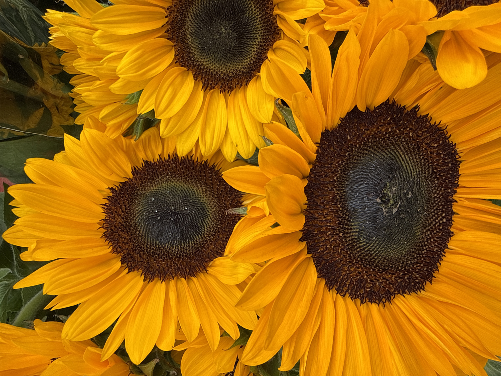 A close-up, overhead view captures a cluster of bright orange sunflowers. The image focuses on the details of the petals and the dark, textured centers of the flowers. The background consists of dark green foliage, suggesting an outdoor setting such as a garden or flower market. The precise location within Blanes, Spain, cannot be determined from the visual information provided.