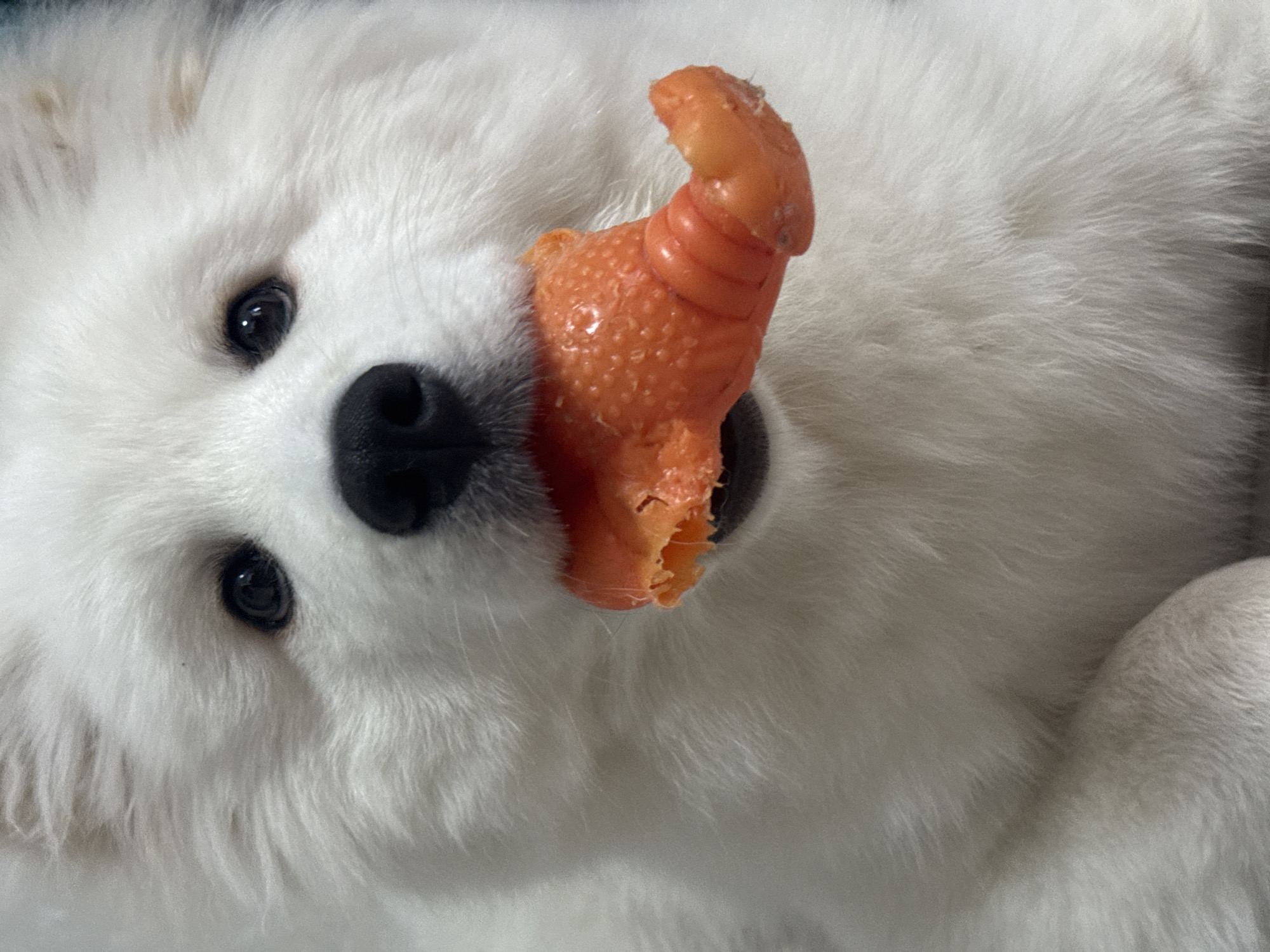 A close-up shot depicts a white, fluffy dog holding a bright orange, partially eaten object in its mouth. The object appears to be a carrot-shaped toy. The dog's face is visible, with black eyes and a black nose. The dog's fur is predominantly white and well-groomed. No people or location is identifiable in the image. No specific actions or interactions are occurring other than the dog holding the object.