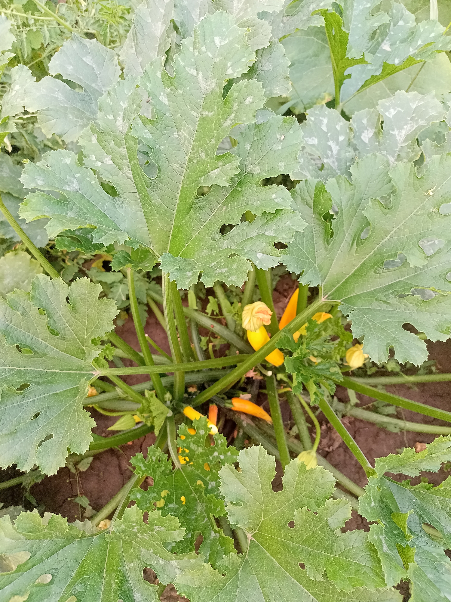 This is a close-up, overhead shot of a zucchini plant growing in the soil. The plant has large, green, lobed leaves with serrated edges, some of which appear to have small holes or imperfections. Several yellow zucchini flowers and developing zucchini fruits are visible amongst the foliage. The background consists of dark soil and some out-of-focus greenery. The scene appears to be an outdoor garden setting. The location is identified as Salhany, Ukraine.