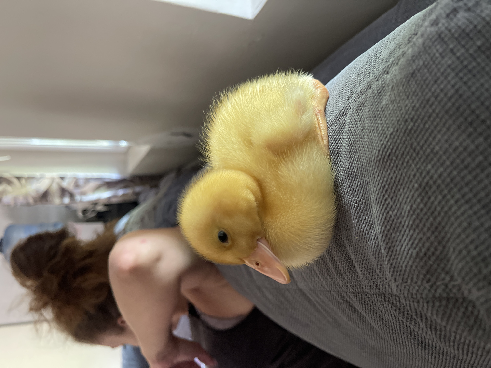 In an indoor setting, a fluffy yellow duckling rests on a gray textured surface, likely a couch. The duckling is positioned in the foreground, facing left with its head slightly lowered. Its small, dark eye is visible, and its beak is a pale pink with darker speckles. The background is blurred but suggests a domestic environment. A person with reddish-brown hair pulled up in a bun is partially visible in the upper left portion of the image, leaning forward, their arm resting on the same surface as the duckling. The lighting appears to be natural, coming from a window on the right side of the frame, casting a soft glow on the scene.