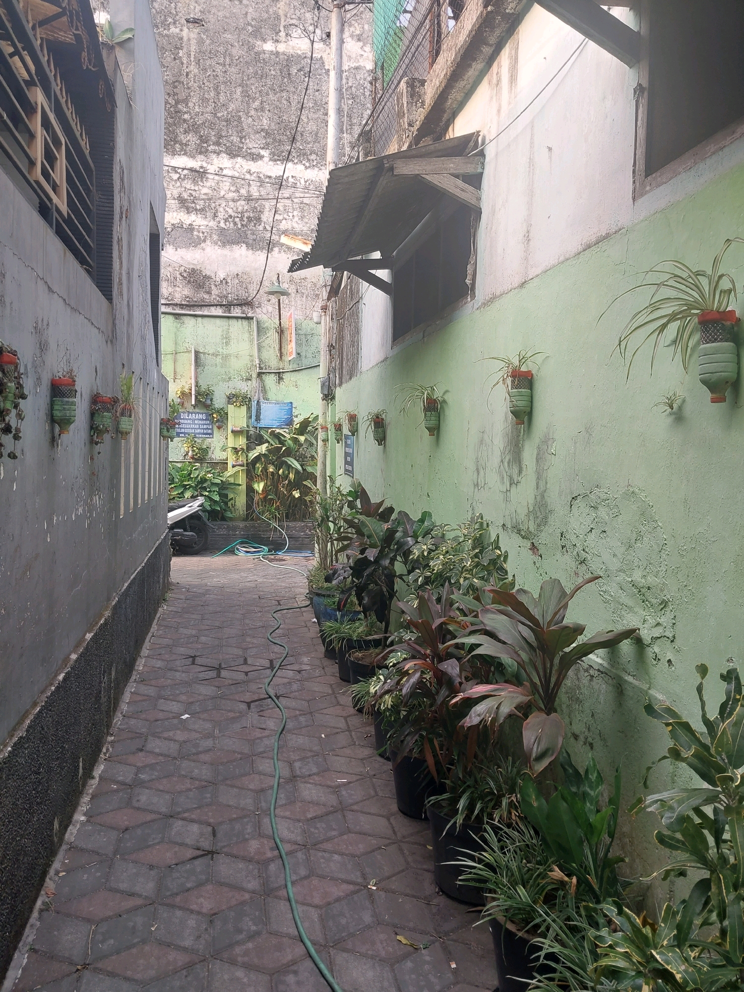 An exterior, medium shot captures a narrow alleyway in Malang, Indonesia, likely in a residential or densely populated urban area given the proximity of buildings and the use of recycled materials for planters. The alley runs diagonally from the lower left to the upper right of the frame. The ground is paved with interlocking hexagonal concrete tiles arranged in a repeating pattern.
On the left side of the alley, a tall, weathered gray wall features a row of small, vertically oriented windows with protective metal grates. Several plants in repurposed plastic bottle planters are attached to this wall at various heights, with some trailing greenery.
The right side of the alley is dominated by a textured, light green wall. This wall also has several hanging planters made from plastic bottles, each containing a small plant. Below these planters, a line of potted plants of varying sizes and species is arranged along the wall. The foliage is dense and varied, with some plants displaying dark red leaves and others a lighter green. A dark green garden hose snakes across the pavement from the upper right towards the lower left of the frame, suggesting recent watering.
Further down the alley, a black motorcycle is parked on the left side. Behind the motorcycle, a cluster of larger green plants is visible, along with two signs mounted on poles. One sign is rectangular with text, and another appears to be a blue informational plaque. The alley opens up slightly at the far end, revealing more of the urban environment with additional walls and structures. Overhead, electrical wires crisscross the sky, and a corrugated metal awning juts out from an upper window on the right. The overall impression is one of resourcefulness and a desire to bring greenery into a compact urban space.