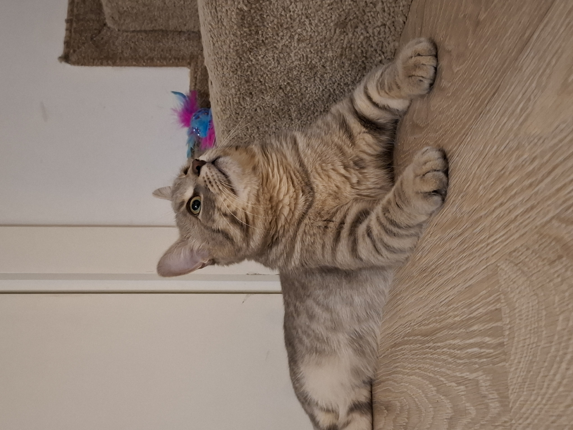 A tabby cat is lying on a light brown wooden floor in front of a carpeted step. The cat is looking upwards with its ears perked. A small blue and pink toy with feathers is on the carpeted step behind the cat. The background shows a wall and a doorframe.