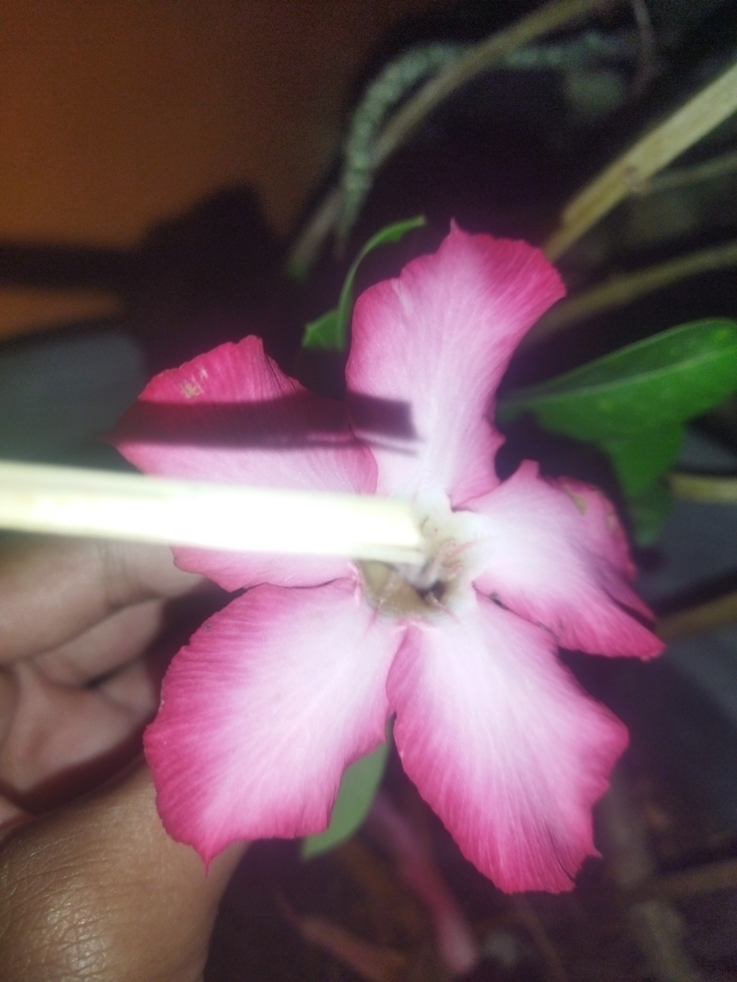 A close-up image focuses on a pink desert rose flower, also known as Adenium obesum, with a stick crossing its petals. The flower exhibits a gradient of color, transitioning from a deep pink at the edges to a lighter, almost white shade towards the center. Its petals are broad and slightly ruffled. To the left of the flower, a human hand is partially visible, with skin texture showing. Behind the flower, a dark background suggests an outdoor setting, possibly at night, with blurred plant stems and leaves contributing to the depth of field. The image seems to have been taken in Pekalongan, Indonesia, though no specific landmarks or features of the city are discernible in the frame.