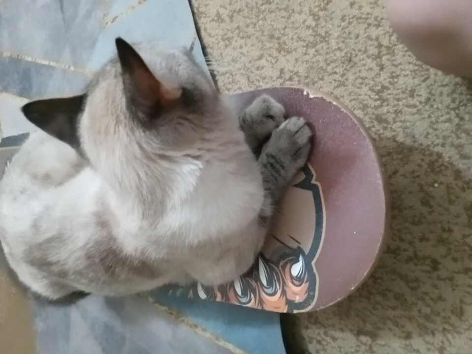 A Siamese cat is curled up on a skateboard, which is resting on a textured, patterned floor. The cat has light-colored fur with darker markings on its ears and tail. Its paws are tucked beneath its body. The skateboard has a graphic design featuring what appears to be a stylized animal's face with fangs and claws. The background shows a tiled floor with blue and beige patterns. The overall scene suggests a domestic setting. The location is not specified as Angren, Uzbekistan.