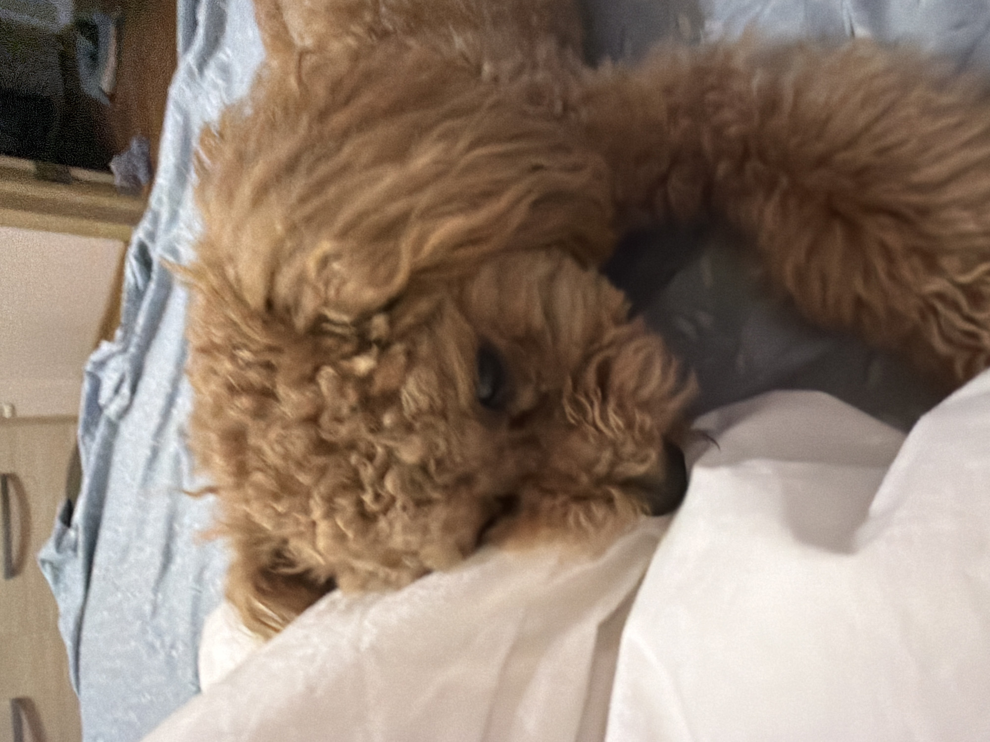 A toy poodle with light brown fur is lying on a bed. The poodle is positioned on its side, with its head resting on a white pillow. The poodle's eyes are partially closed, suggesting it may be sleeping or resting. The bed is covered with a light blue patterned sheet. In the background, a dresser with drawers is visible, and a doorway leads to another room. The scene appears to be indoors, in a residential setting. There is no information available to determine the specific location in the city of Kyiv, Ukraine.