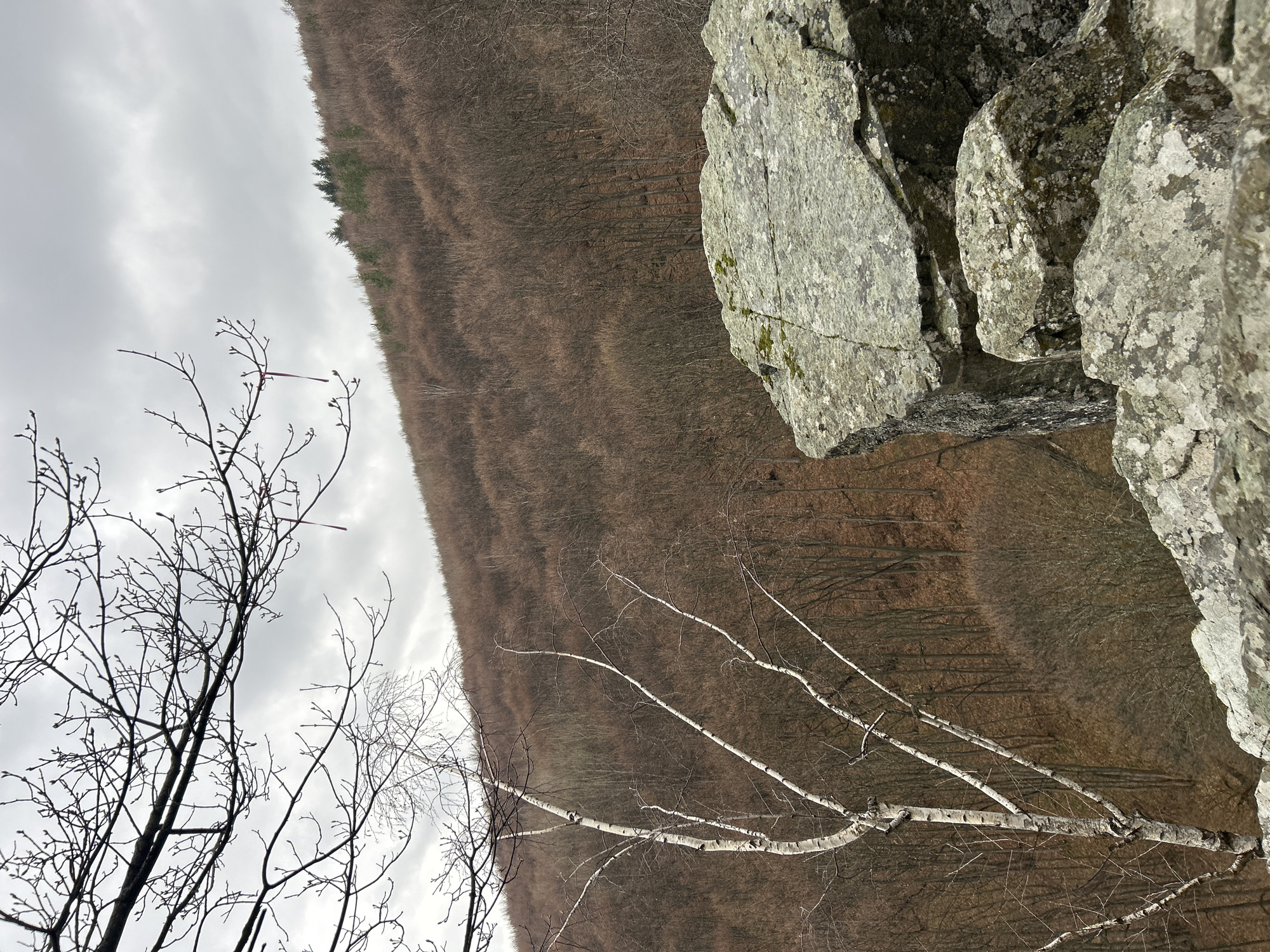 The image captures a landscape scene under a cloudy sky. In the foreground, bare tree branches reach upwards, devoid of leaves, suggesting a season of dormancy. To the right, a rock formation with visible textures and some moss clings to its surface.
The midground reveals a dense forest, characterized by a uniform brown hue, indicating trees without foliage. A subtle variation in coloration might suggest different species or microclimates within the forest.
The sky above is overcast, filled with gray clouds that lack distinct shapes or formations. The angle of the shot gives a sense of elevation, possibly from a hillside or a vantage point above the forest. There are no people, identifiable animals, or man-made objects other than the natural elements present in the scene.