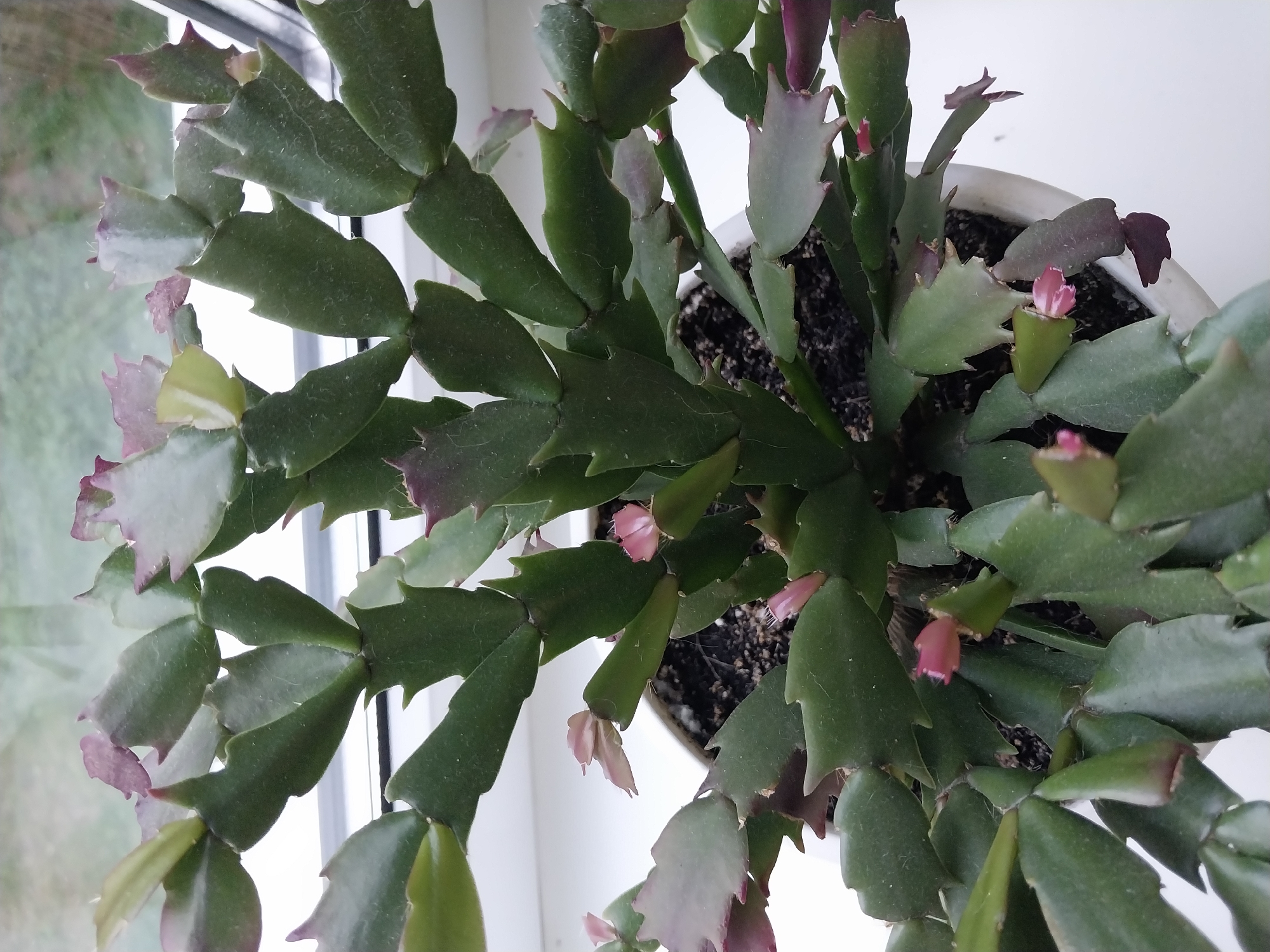 The image shows a close-up, overhead view of a Schlumbergera, commonly known as a Christmas cactus, growing in a white pot. The plant is healthy with numerous flattened, segmented stems that are green, some with pinkish-purple edges. Several small, delicate pink flower buds are visible, with a few partially open flowers, indicating the plant is in bloom. The background consists of a window with a blurred view of greenery outside, suggesting an outdoor scene under natural light. The indoor setting appears to be a windowsill, given the bright light source and the presence of the plant pot. There is no text visible in the image. The overall mood is serene and natural, highlighting the beauty of the blooming plant. The location context provided is Dnipro, Ukraine.