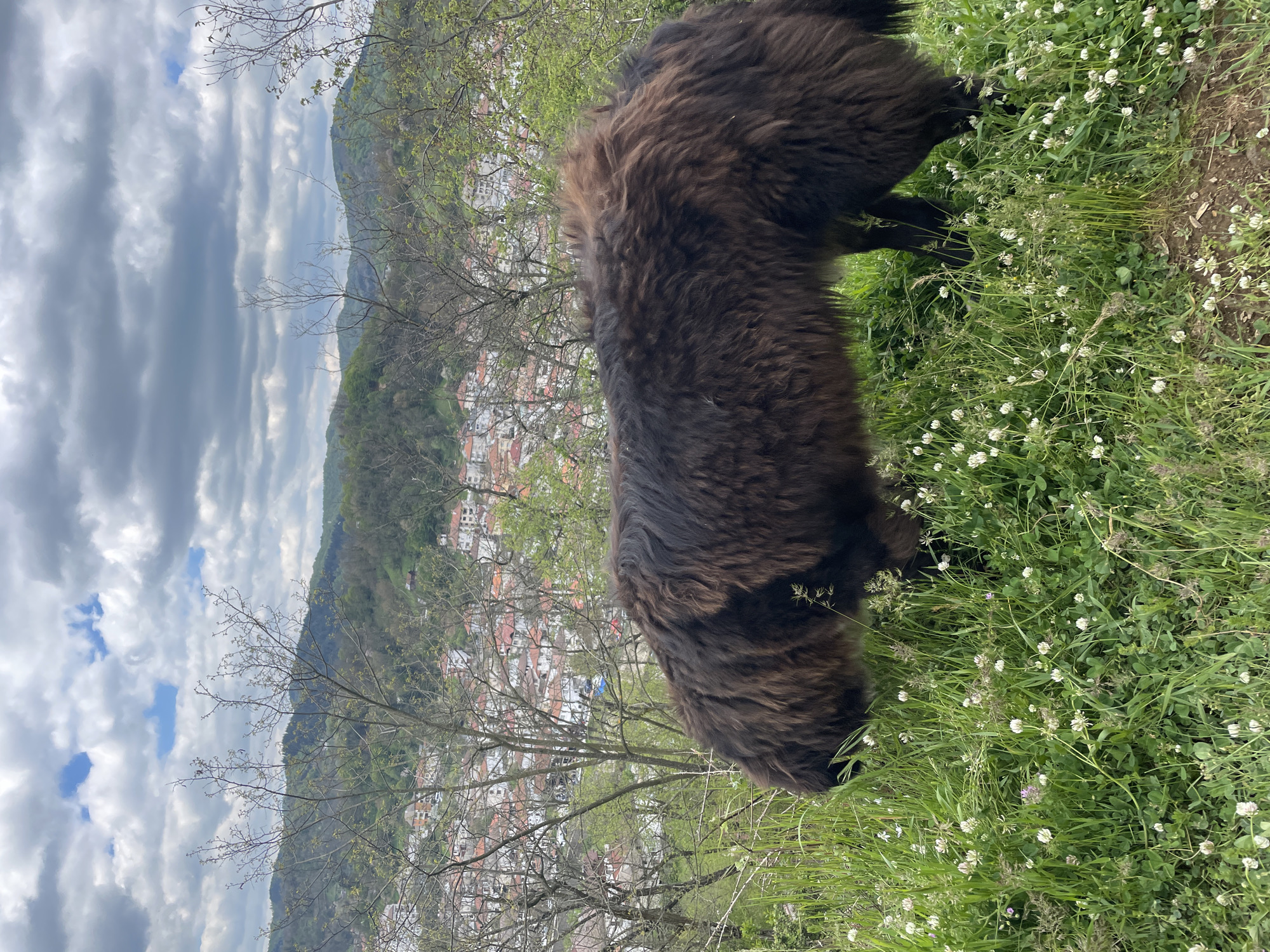 A brown, fluffy dog stands on a grassy hillside dotted with white clovers. The dog's head is down, obscured by its fur. In the background, a hillside covered in dense trees rises above a town, characterized by closely packed buildings with red-tiled roofs, typical of Zlatograd, Bulgaria. Above the hillside is a cloudy sky. The composition includes bare tree branches in the foreground, hinting at early spring. The photo is taken from a slightly elevated perspective looking down towards the town, possibly on a hill above.