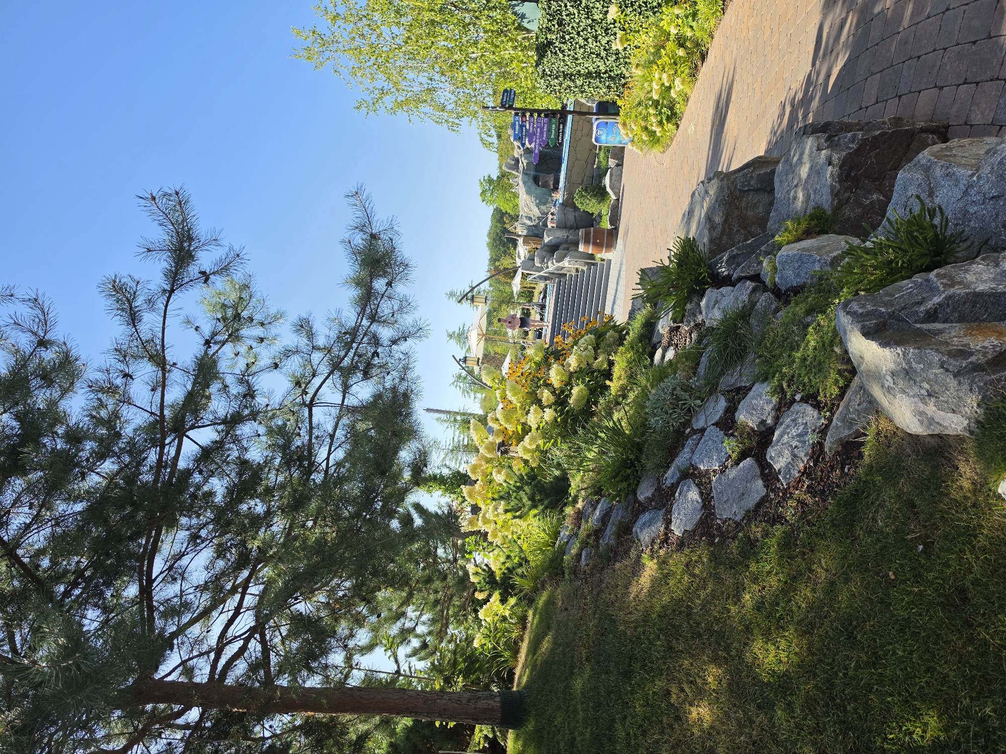 The image depicts a sunlit outdoor scene at Europa-Park, located in Rust, Germany. A paved walkway made of reddish-brown bricks curves from the foreground towards the background. To the left of the walkway, a grassy slope is covered with natural stone landscaping and lush green vegetation, including flowering bushes with yellow blooms. A large pine tree with dense needles provides shade over the grassy area. In the mid-ground, a set of wide stone stairs leads upwards. On the right side of the image, a dense green hedge lines the walkway, and beyond it, a pool area is visible with rocky formations, waterfalls, and lounge chairs. A person in pink shorts and a dark top is seen walking up the stairs. Several signs with directional arrows are posted near the pool area. The sky is clear and blue. The overall impression is one of a well-maintained recreational area on a bright, warm day.