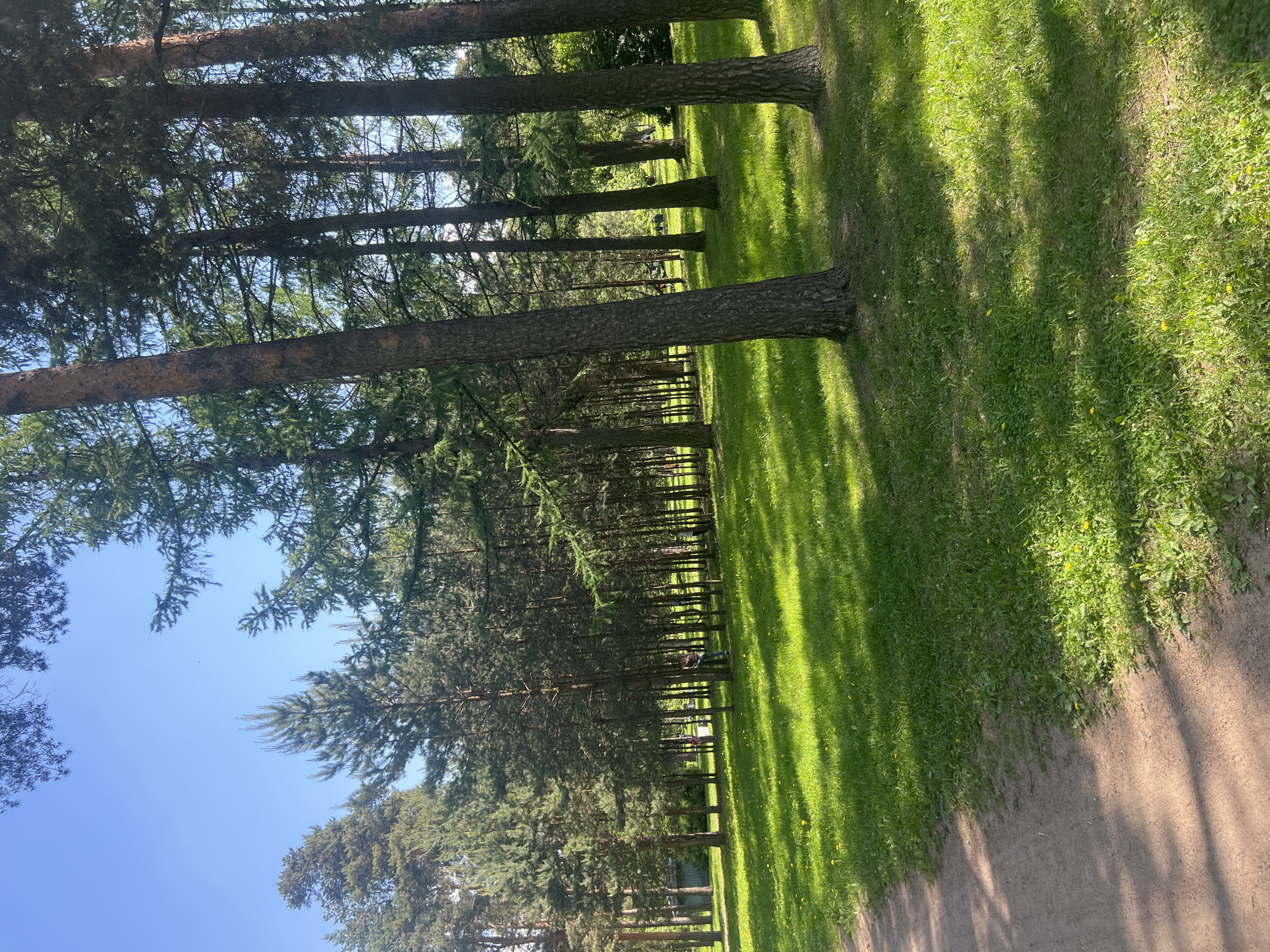This vertical image captures a tranquil park or forest scene in Saint Petersburg, Russia, under bright daylight. The composition is visually divided by a prominent line of tall, slender evergreen trees, likely pines or spruces, running vertically through the center.
The left half of the image is dominated by a clear, bright blue sky, with scattered green tree branches visible, especially in the upper left corner. These trees extend upwards, forming a dense canopy further into the background. The right half of the image features a vibrant green grassy area, which subtly ascends towards the right. This lawn is dotted with small yellow flowers, characteristic of dandelions. Along the far right edge of the image, a reddish-brown dirt path runs vertically, bordered by the grassy expanse.
Numerous other evergreen trees stretch into the background behind the primary line of trunks, creating a sense of depth and a dense, natural setting. Long, distinct shadows are cast diagonally across the grass and dirt path, extending from the upper left downwards to the right, indicating either early morning or late afternoon sun. The bright light and clear sky suggest sunny and pleasant weather conditions. No specific human activity or event is depicted, emphasizing the scene's serene and untouched quality. There is no visible text in the image. The overall atmosphere is one of peaceful natural beauty.